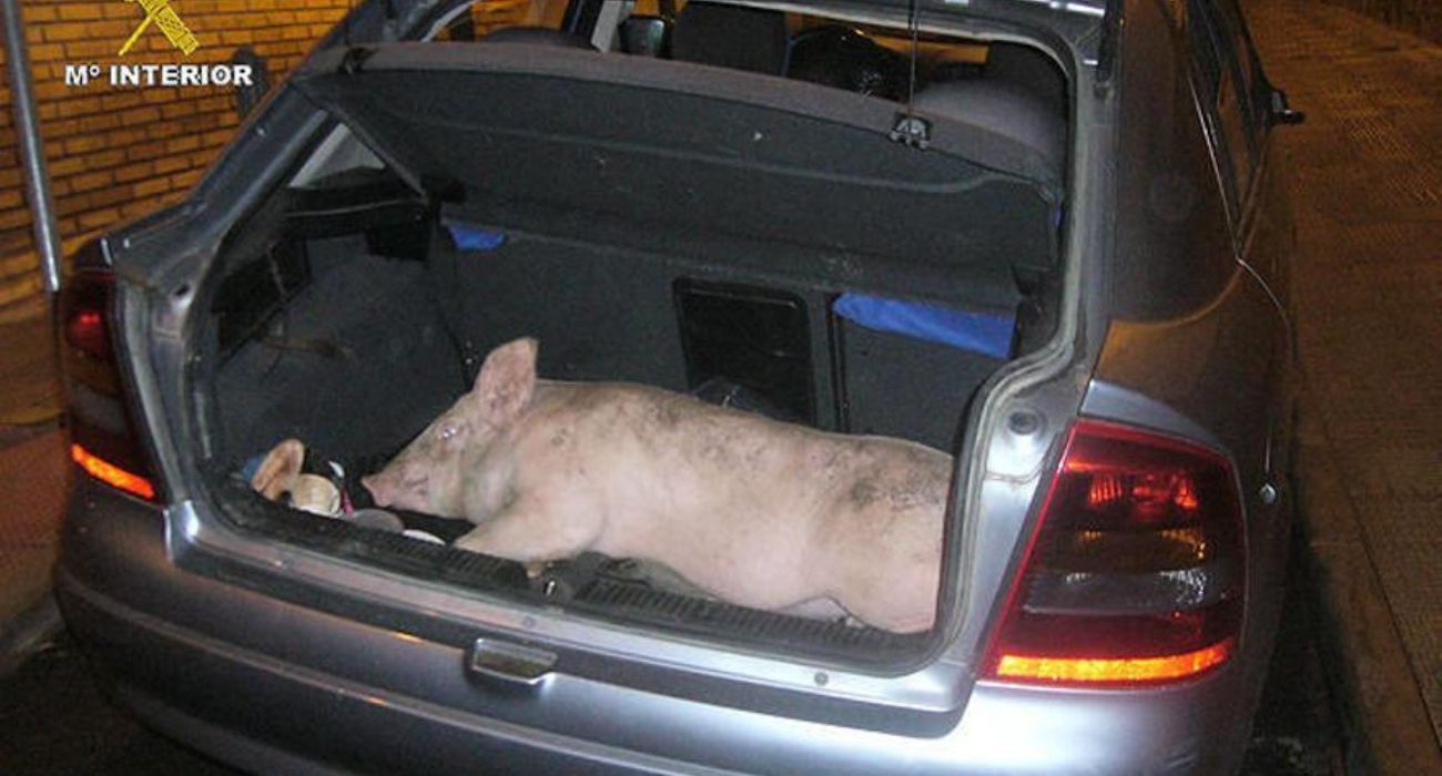Imagen de archivo de un cerdo en un maletero.