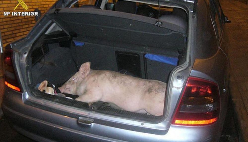 Un cerdo en el maletero multa de la Guardia Civil