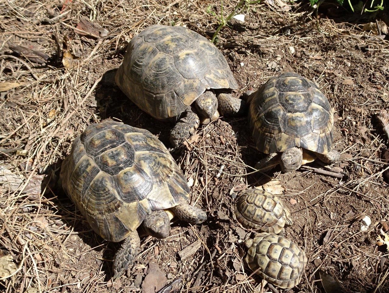 El grupo de tortugas que Antonio Costa tenía bajo custodia. FOTO: Ecologistas en Acción