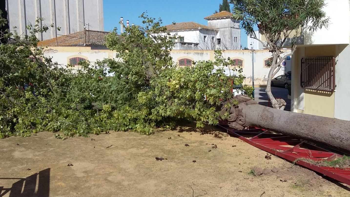 Efectos del vendaval del pasado lunes en Jerez.