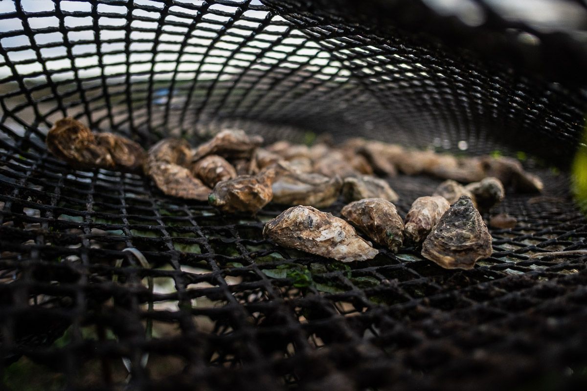Roban un bogavante vivo y 24 ostras de una marisquería de Marbella.