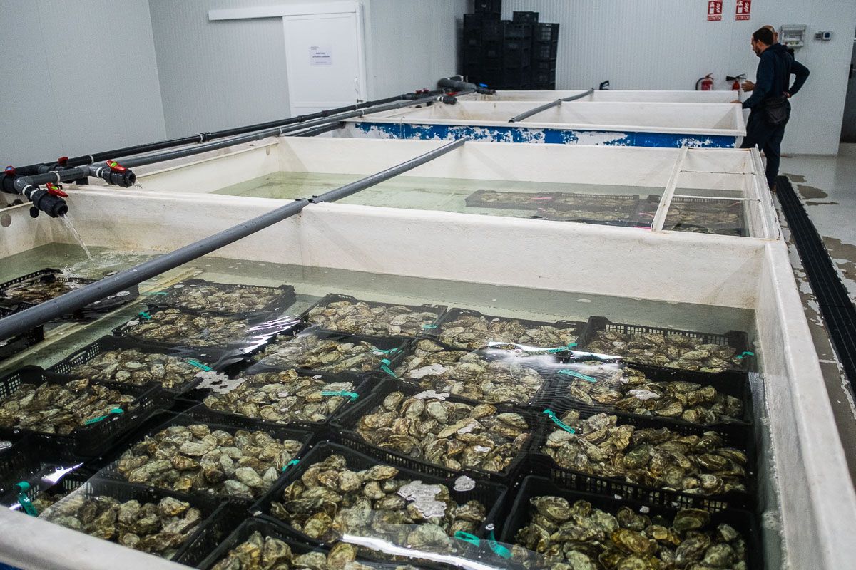 De ostiones a ostras: el manjar de la Bahía de Cádiz que está ganando