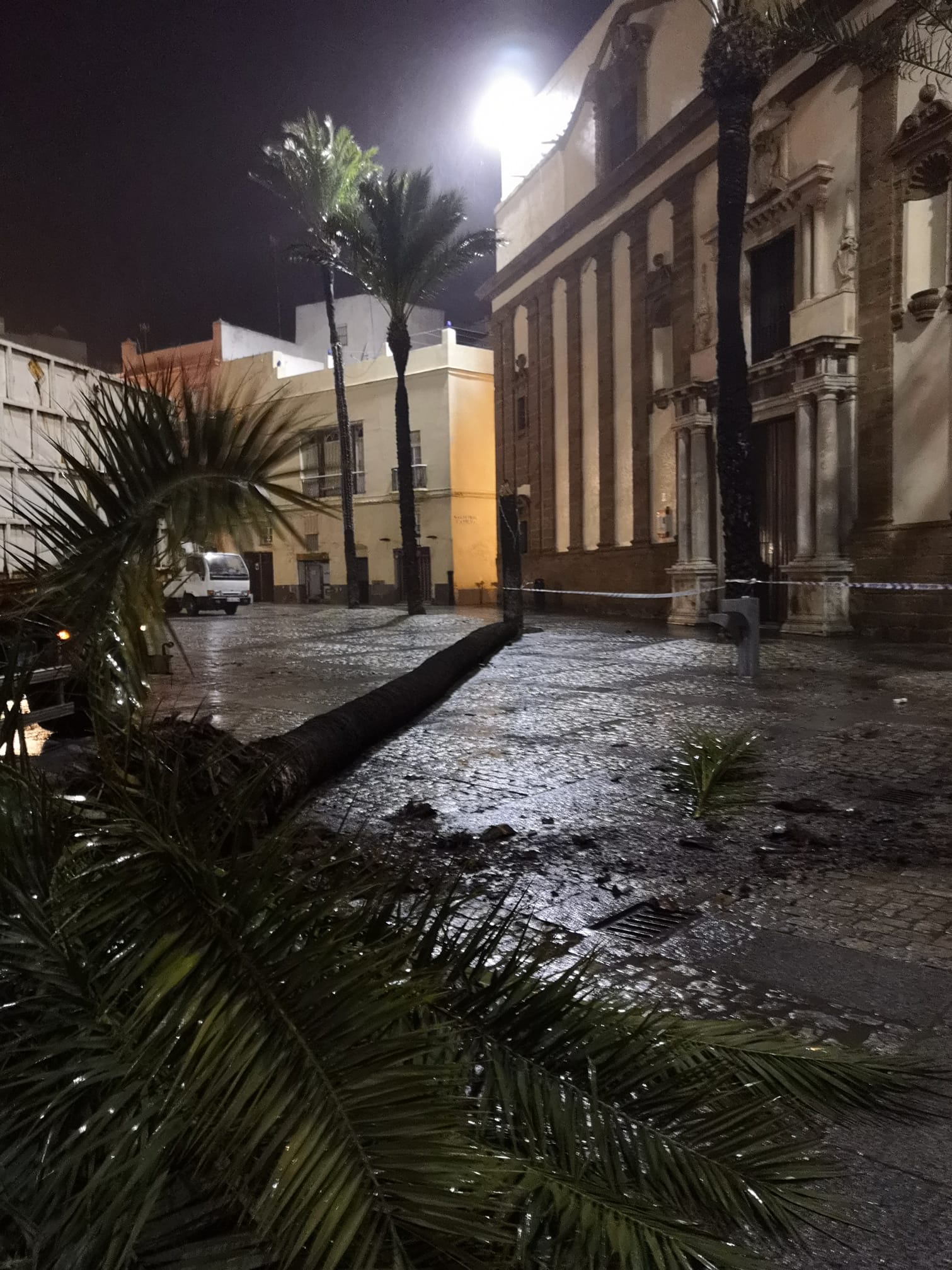 Una palmera caída en Cádiz. FOTO: PEDRIPOL