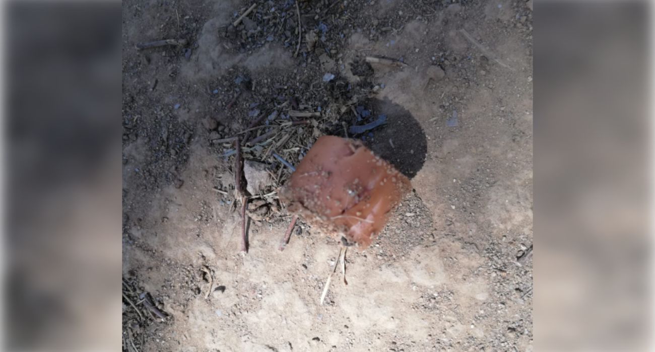 Un salchicha, con puntillas, en el parque canino de La Rosaleda en Sevilla. 