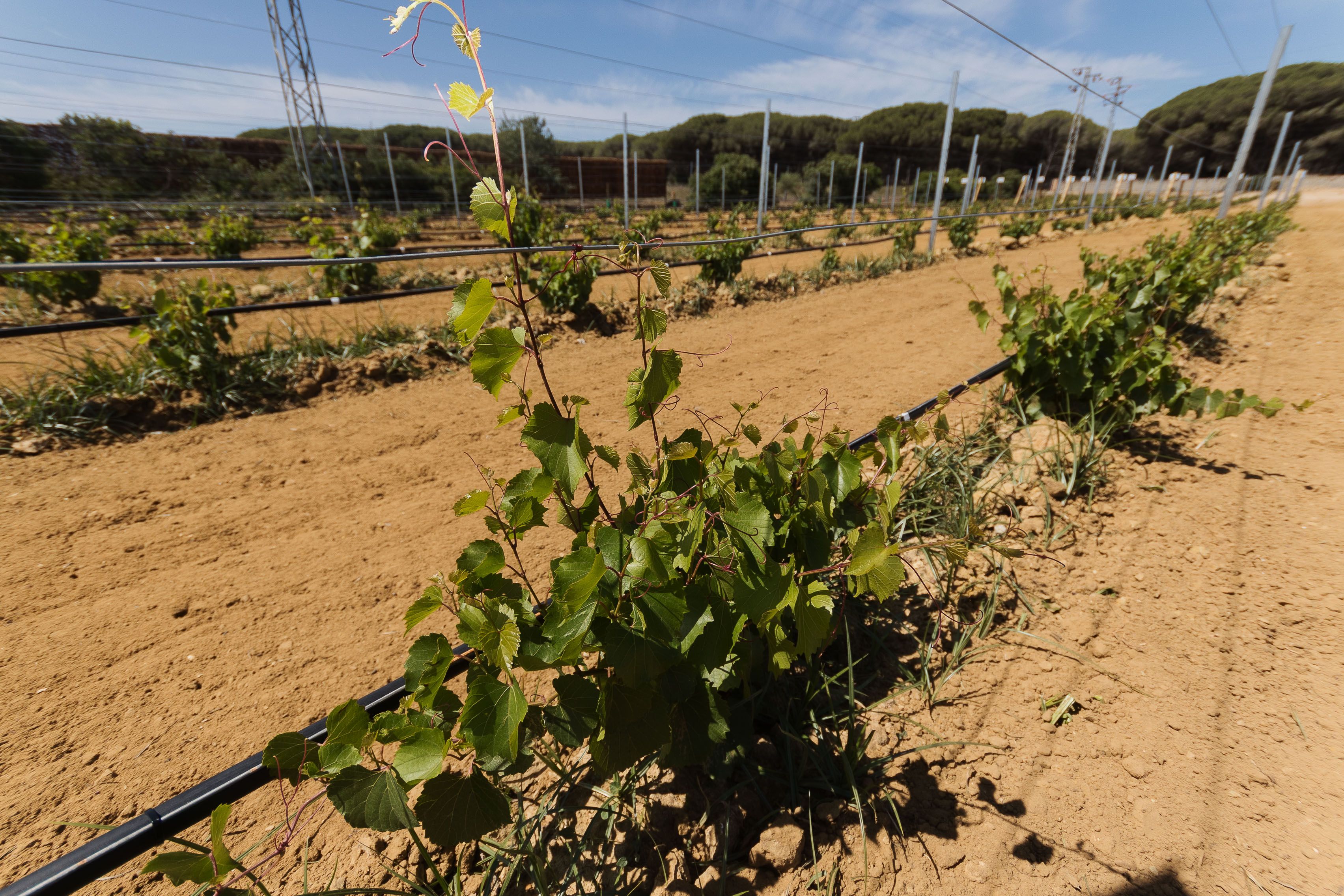 Detalle de las cepas del viñero ubicado en Chiclana. 