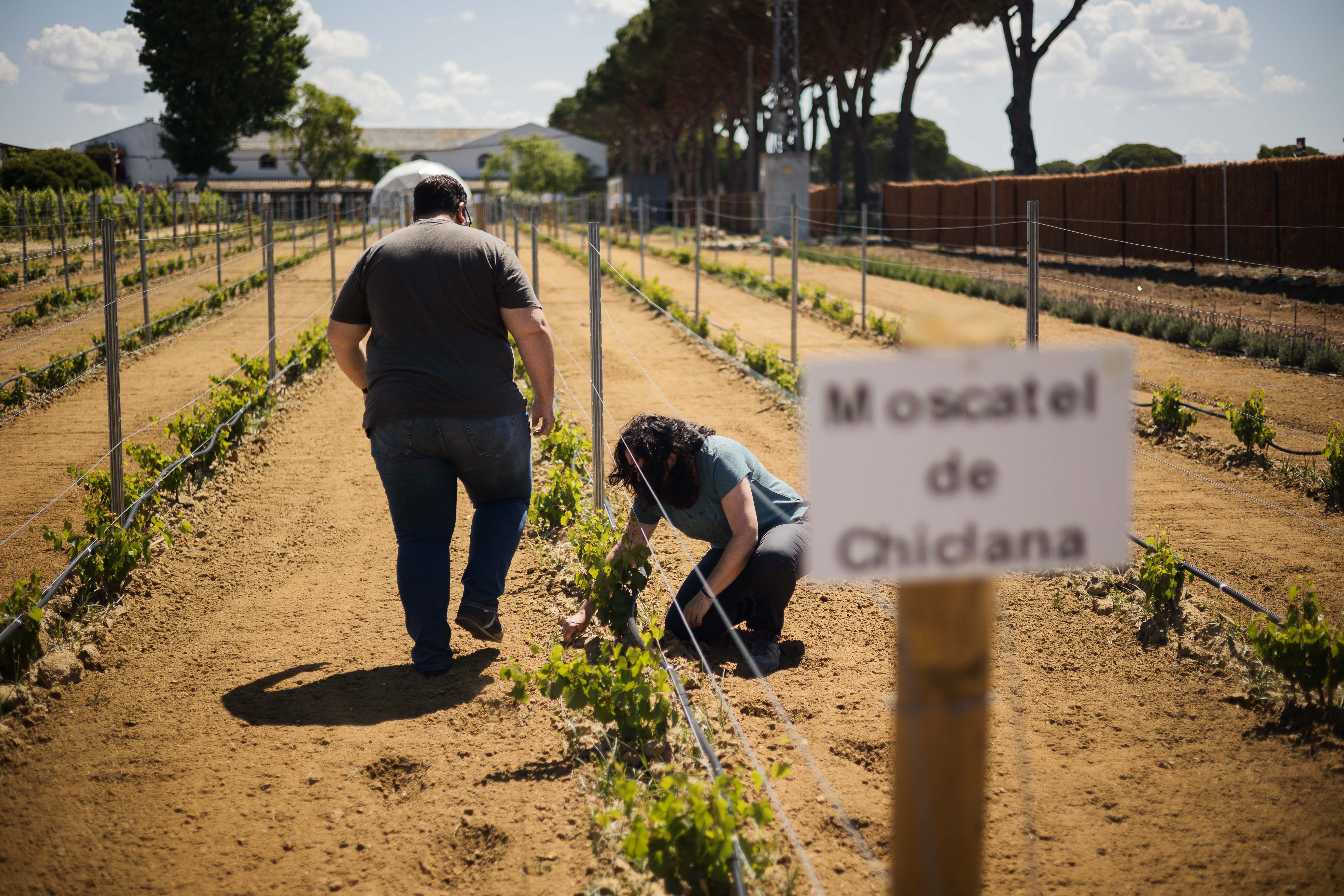 Antonio y Ana realizan su trabajo en el viñedo plantado en la bodega Manuel Aragón.