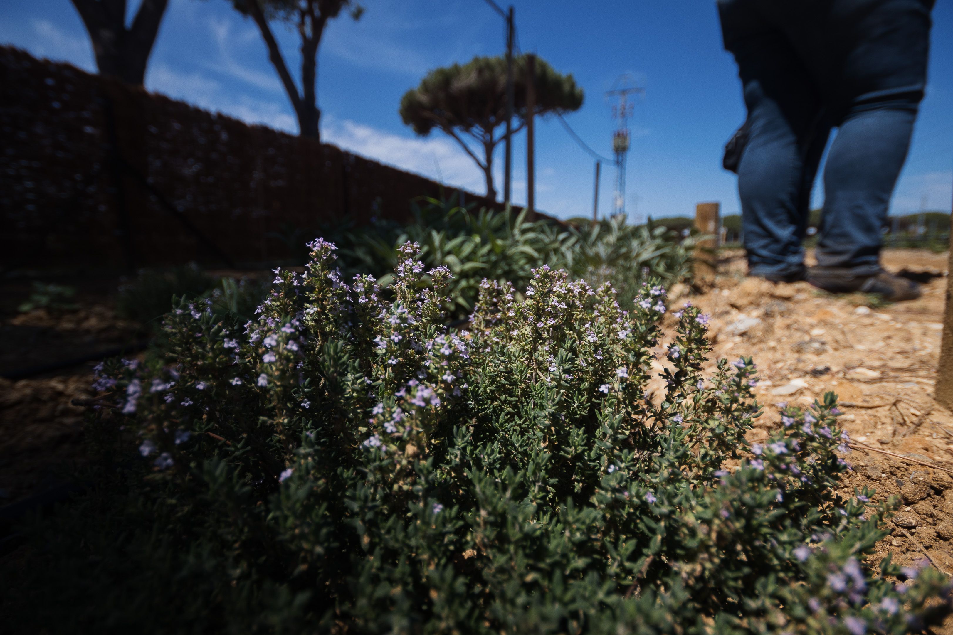 Planta de lavanda en el viñedo de la UCA. 