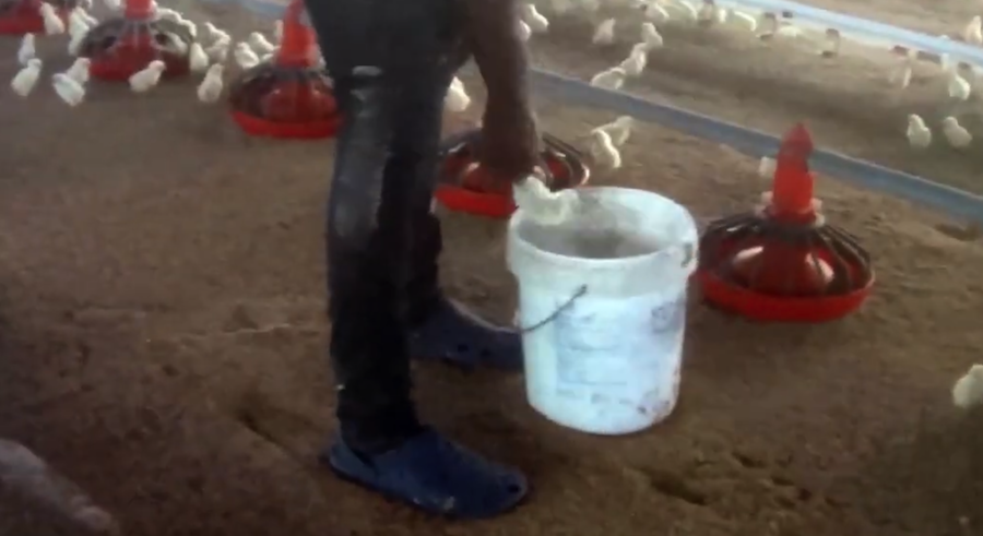 Un trabajador de la macrogranja, matando un pollo golpeándolo contra un cubo.