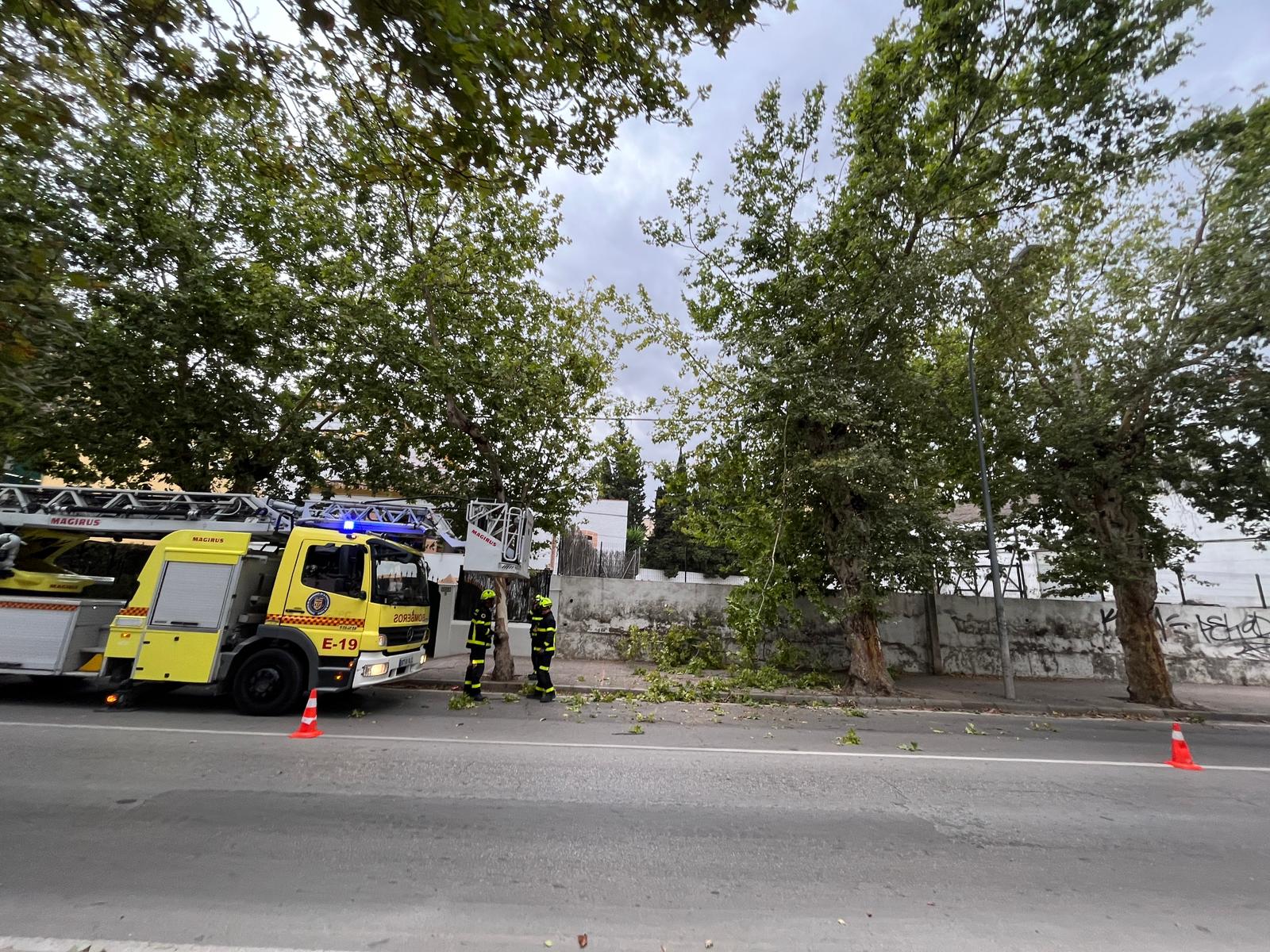 Caída de rama de árbol en Jerez: un carril de la ronda de los Alunados, cortado al tráfico.