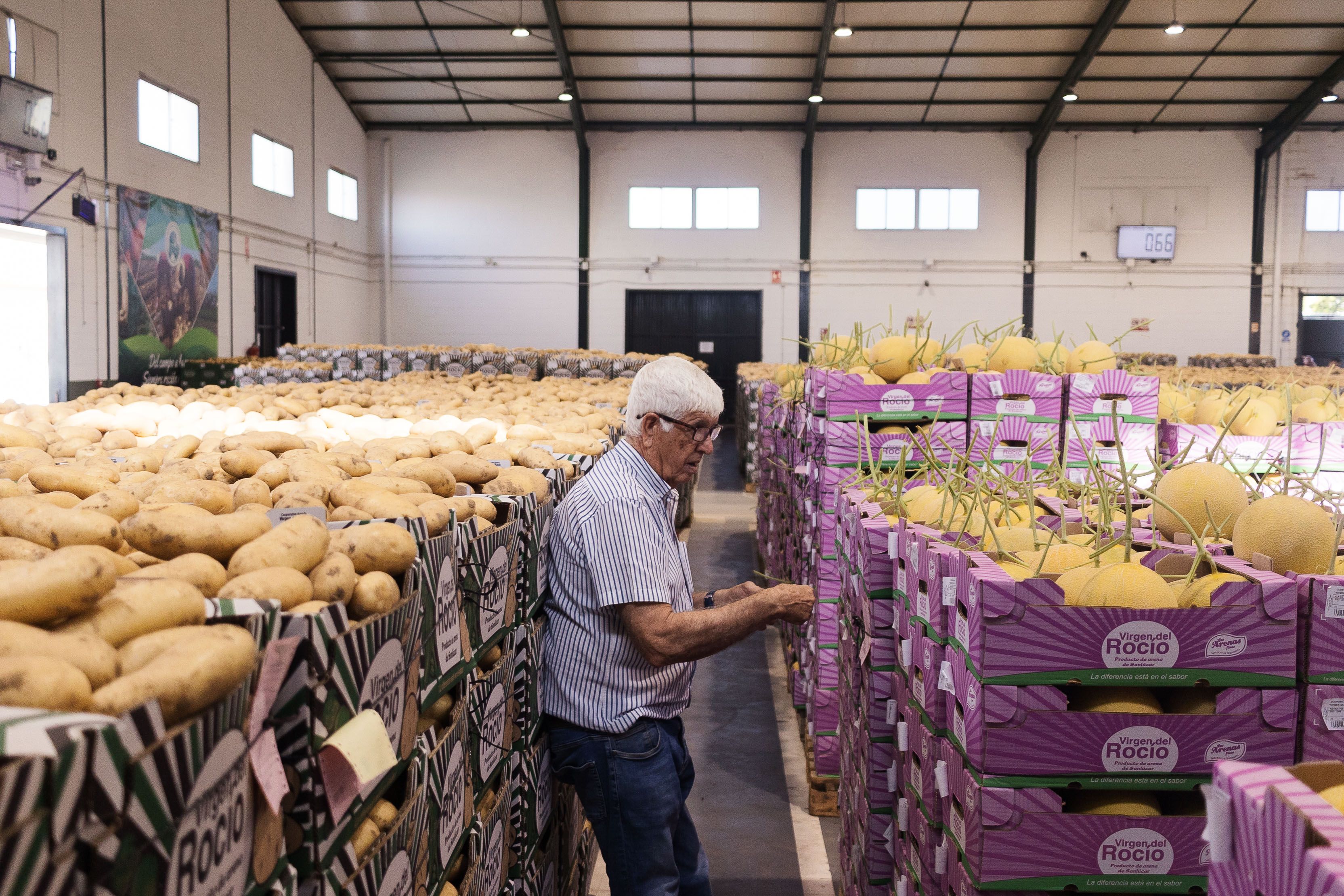 Melones y patatas en la cooperativa Virgen del Rocío de Sanlúcar, perteneciente al sector agroalimentario de Andalucía..