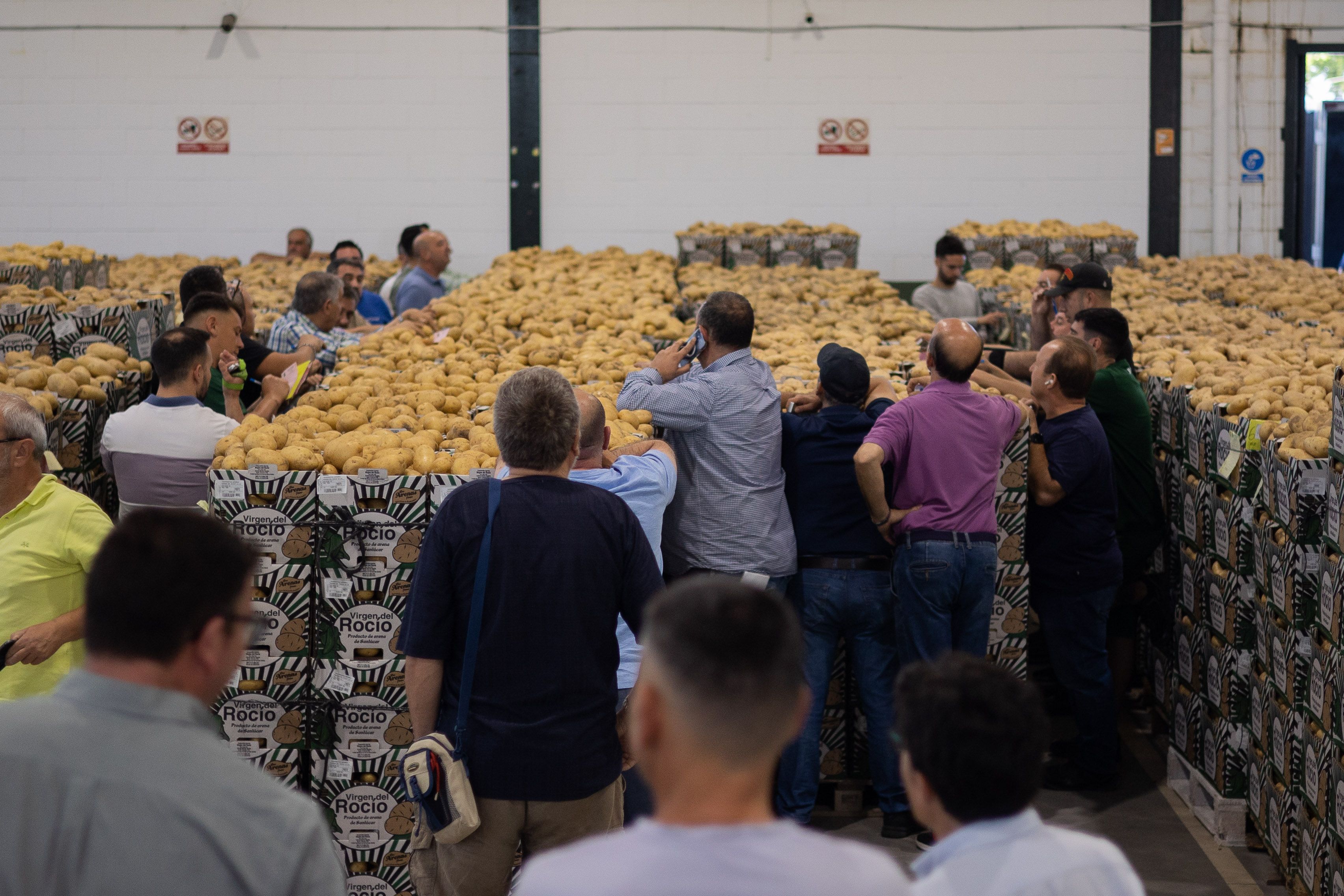 Papas de Sanlúcar, en el interior de la cooperativa Virgen del Rocío, en una imagen de archivo.
