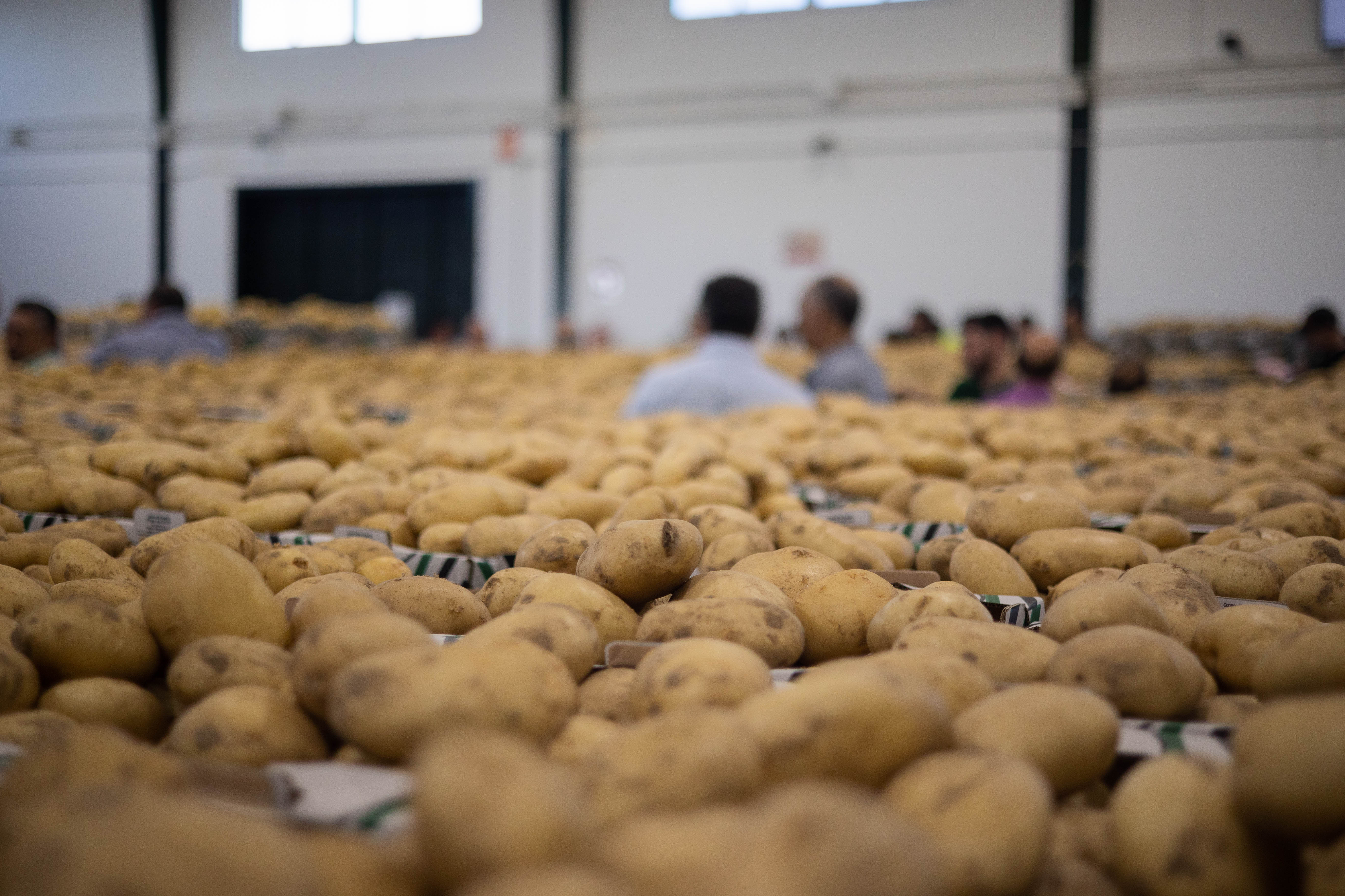 Papas de Sanlúcar, en una imagen de la cooperativa Virgen del Rocío.