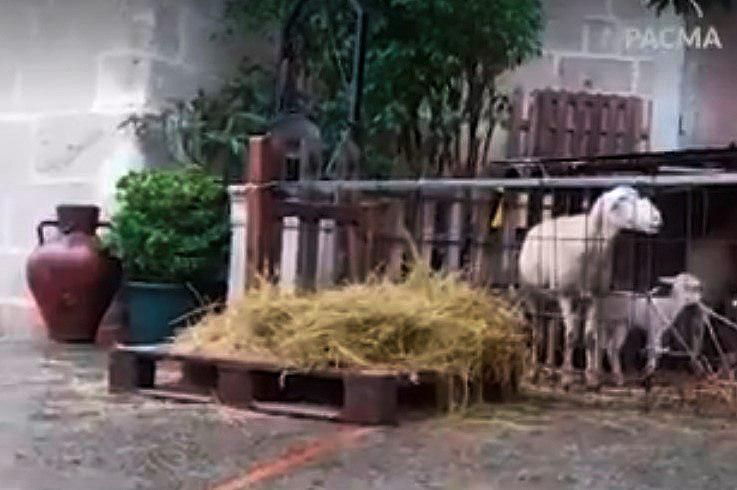 Ovejas en el Belén Viviente de El Puerto. IMAGEN: PACMA CÁDIZ