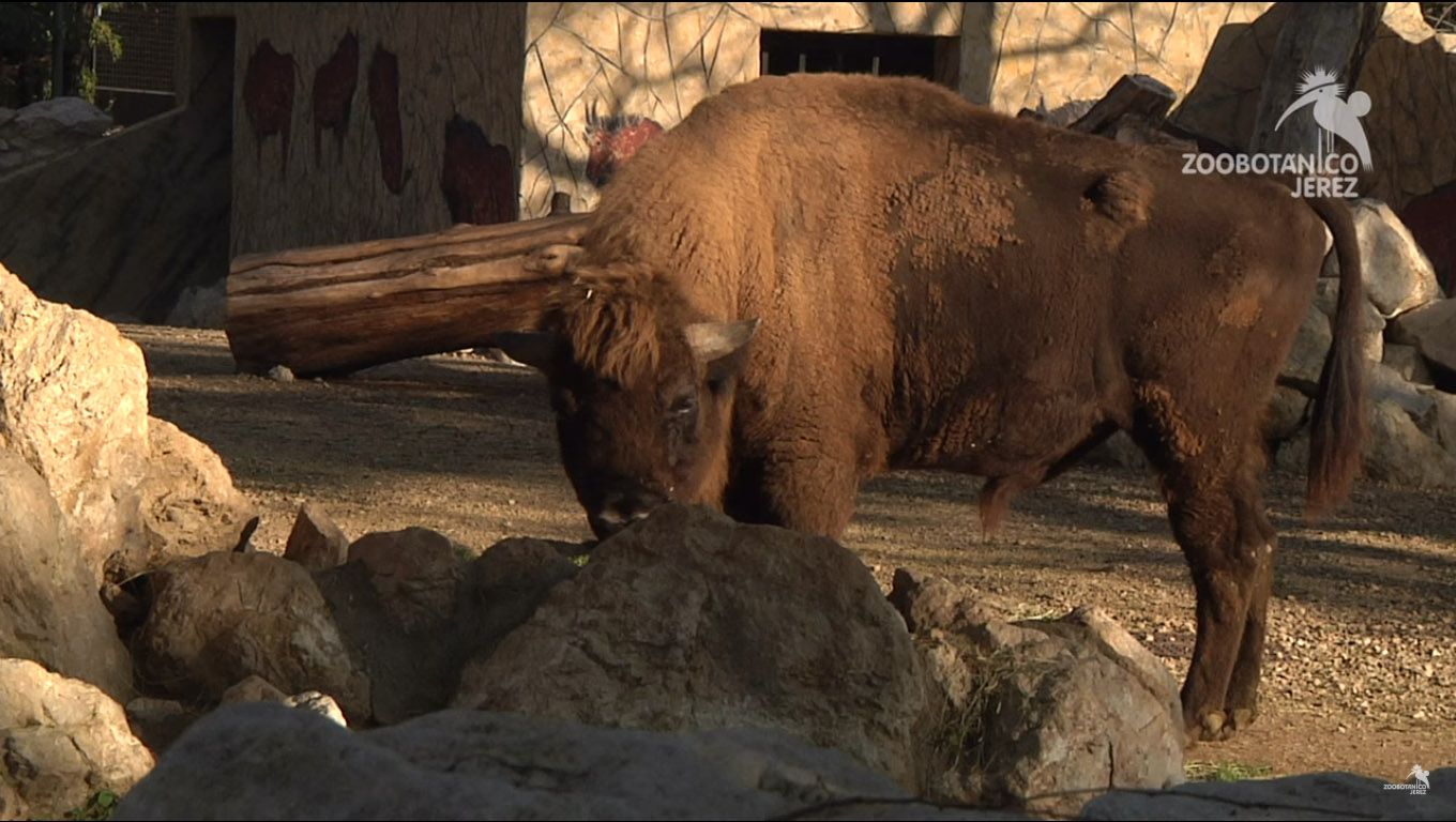 Un ejemplar de bisonte europeo en el zoobotánico de Jerez.