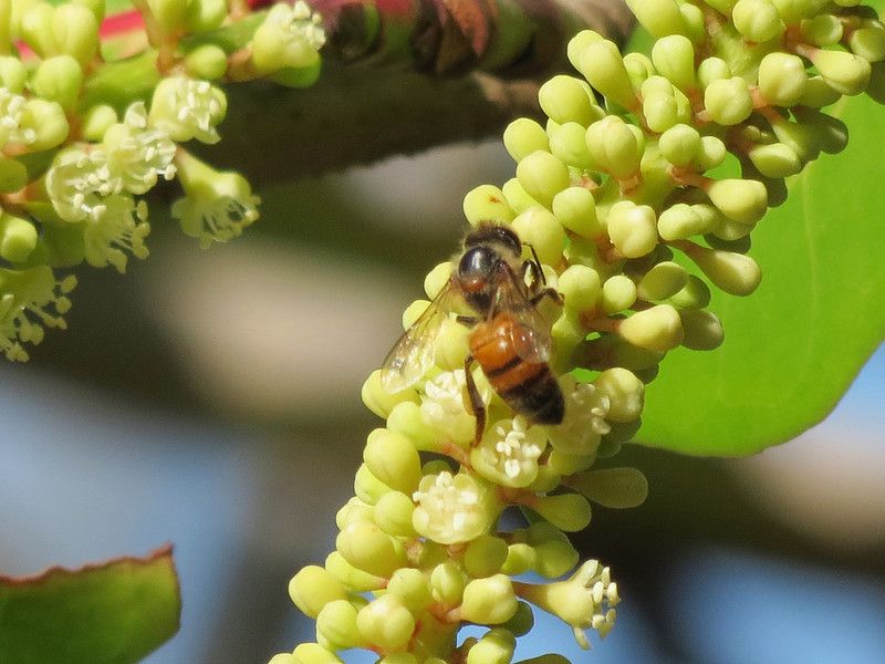 Una abeja en una imagen de archivo.