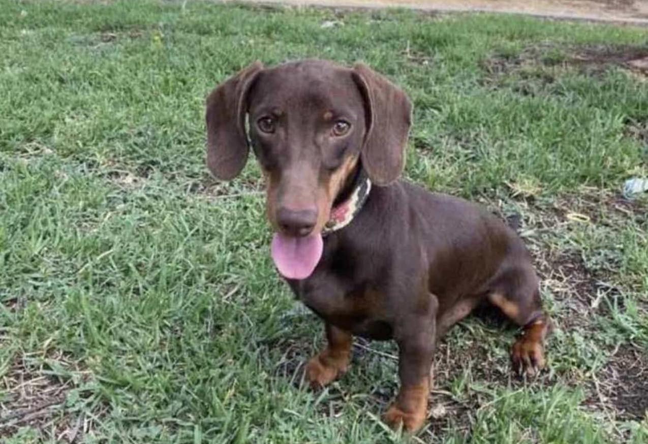 Curro, un perro perdido en Jerez. Curro, un perro perdido en Jerez.