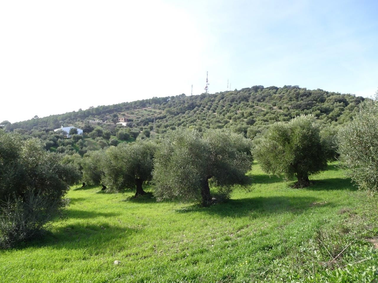 Lugar donde el PGOU de Prado del Rey contemplaba la construcción de polígono industrial.