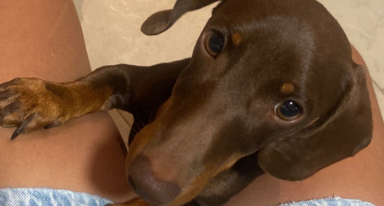 Curro, el perro al que su familia busca desesperadamente.