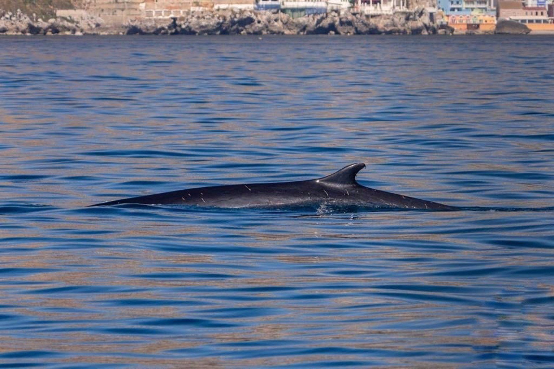 La ballena Rorcual común en las playas de La Línea. - ECOLOCALIZA