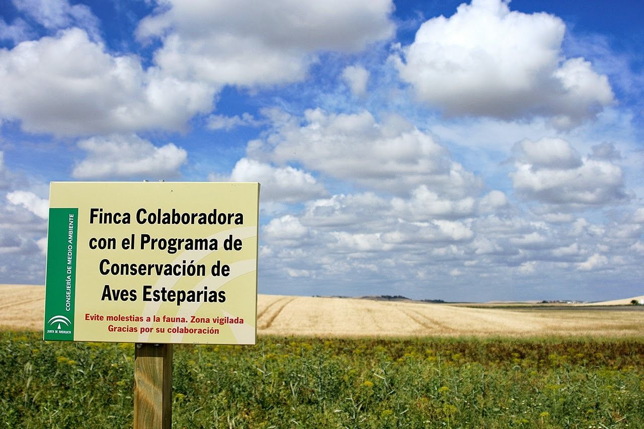 Ecologistas Jerez manifiesta su temor por la destrucción de hábitats para las aves esteparias en Jerez.
