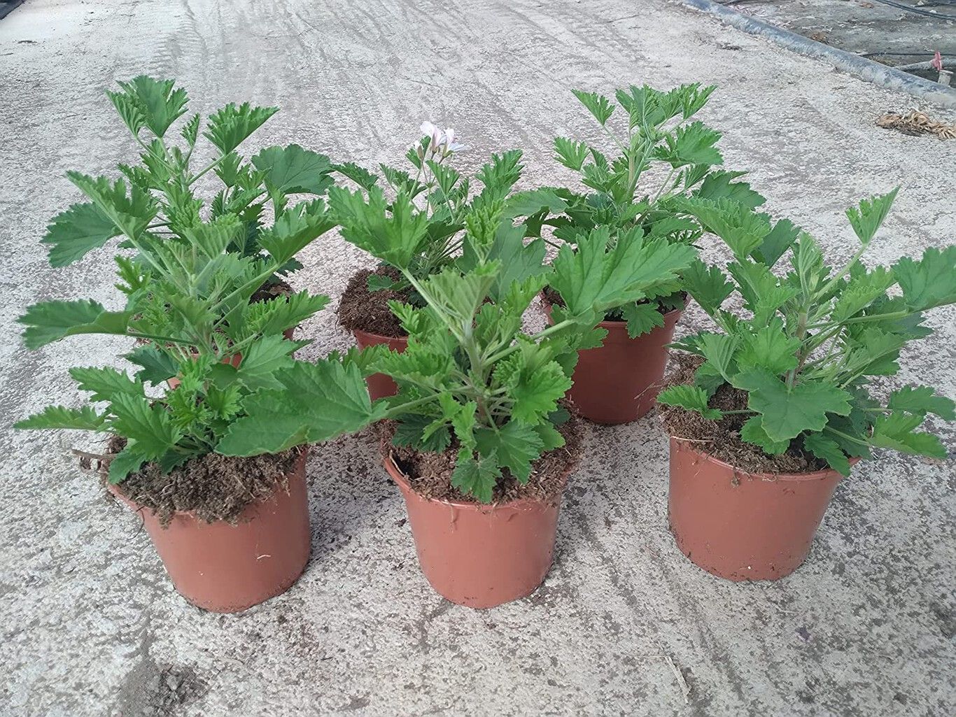 Plantas de citronela en macetas.
