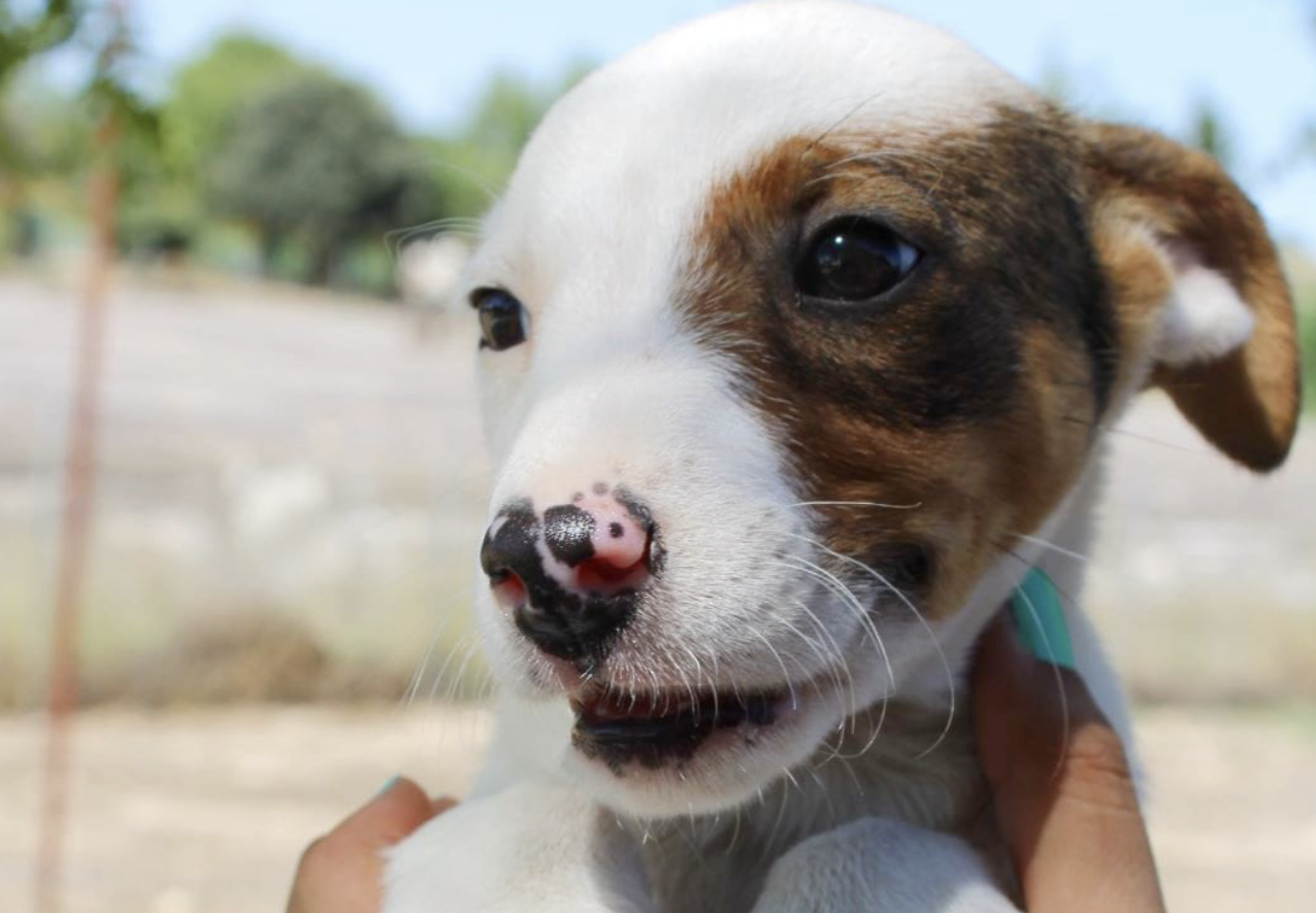 Kizua, una auténtica superviviente, mestiza de bodeguero, que busca familia en Jerez.
