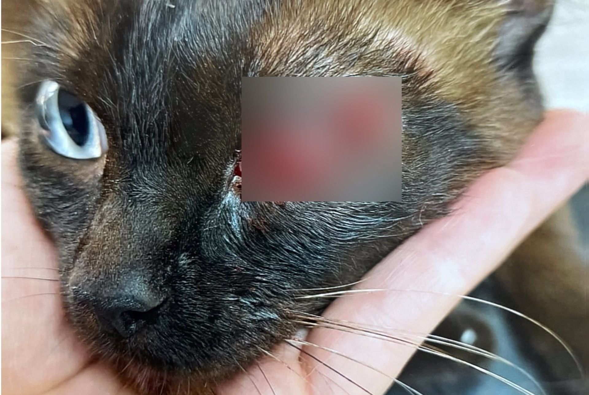 Un hombre dispara con un arma de aire comprimido a un gato en Albacete. 