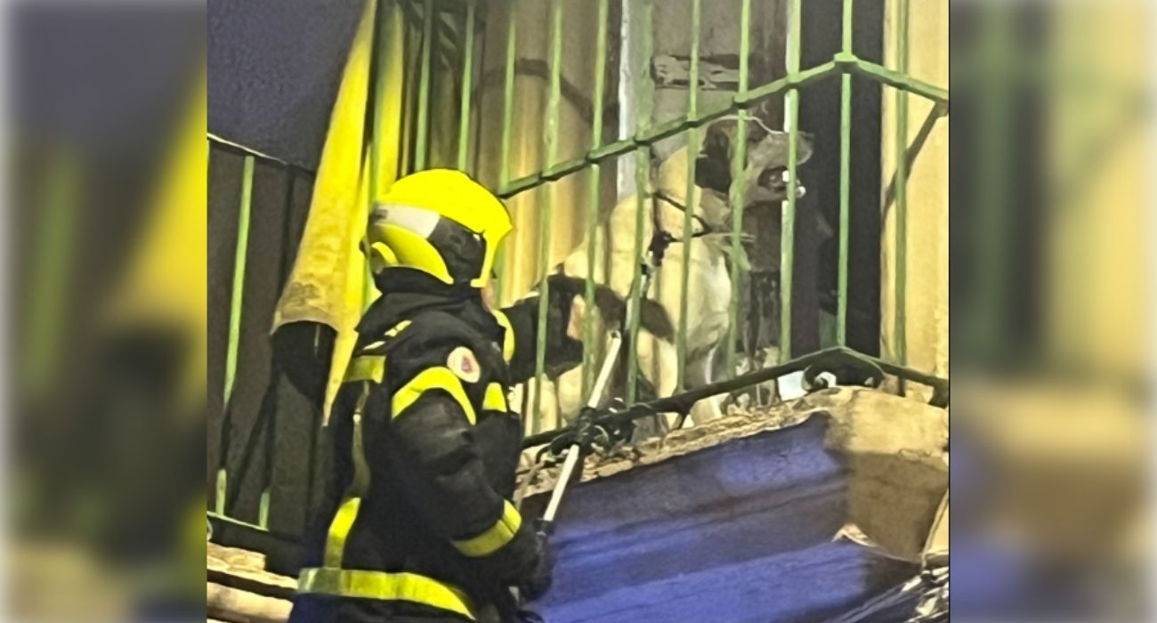 Un bombero, intentando rescatar a uno de los dos perros que estaban en el interior de la vivienda.