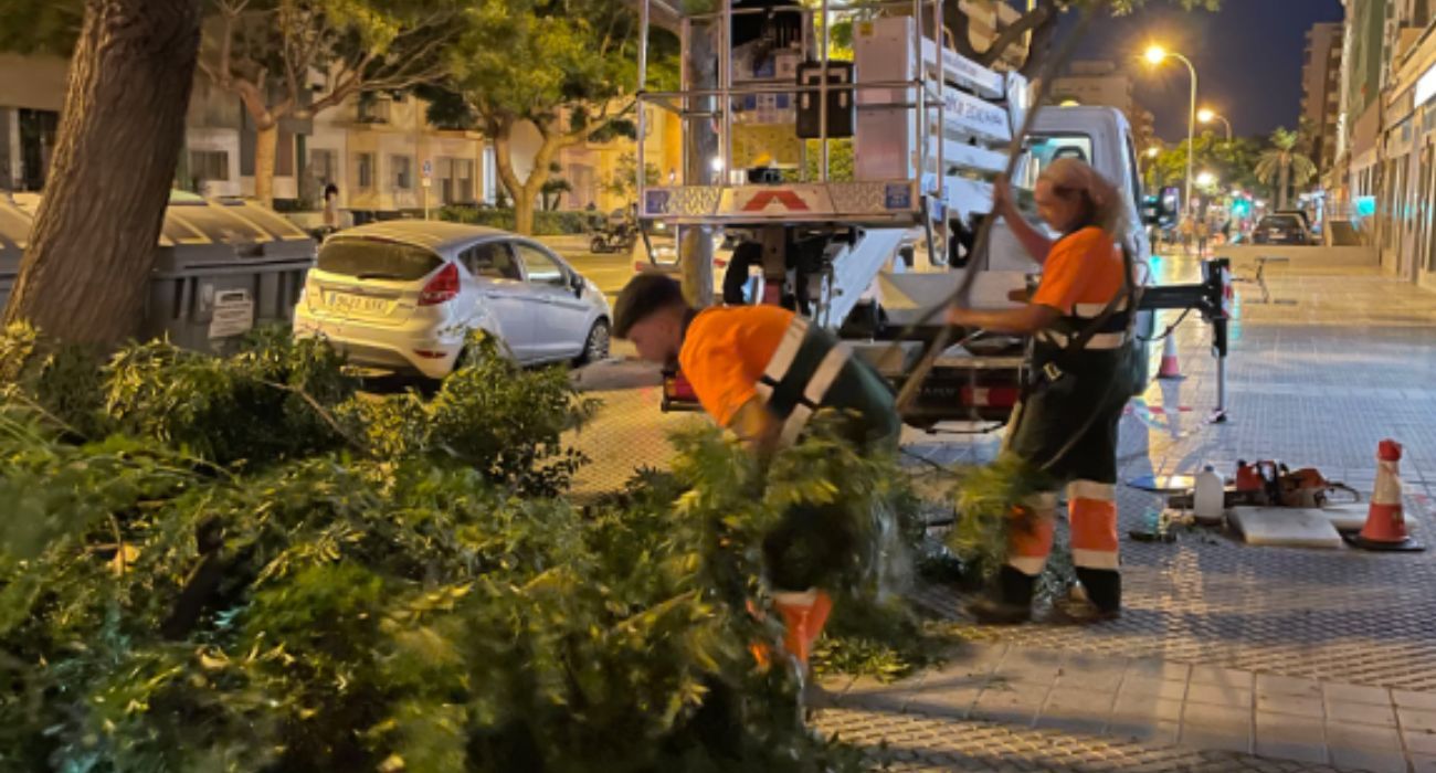 Operarios municipales del Ayuntamiento de Cádiz retiran varias ramas de árboles.