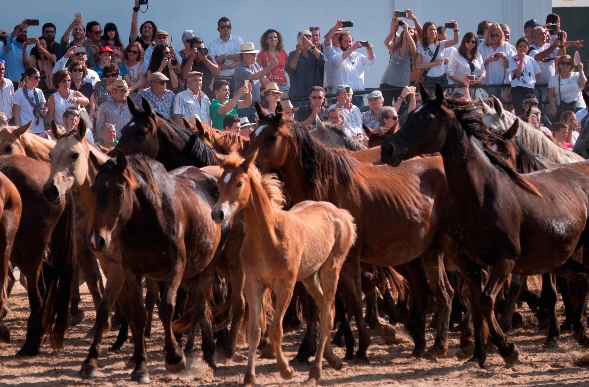 Imagen retrospectiva de la Saca de Yeguas a su llegada al Rocío. 