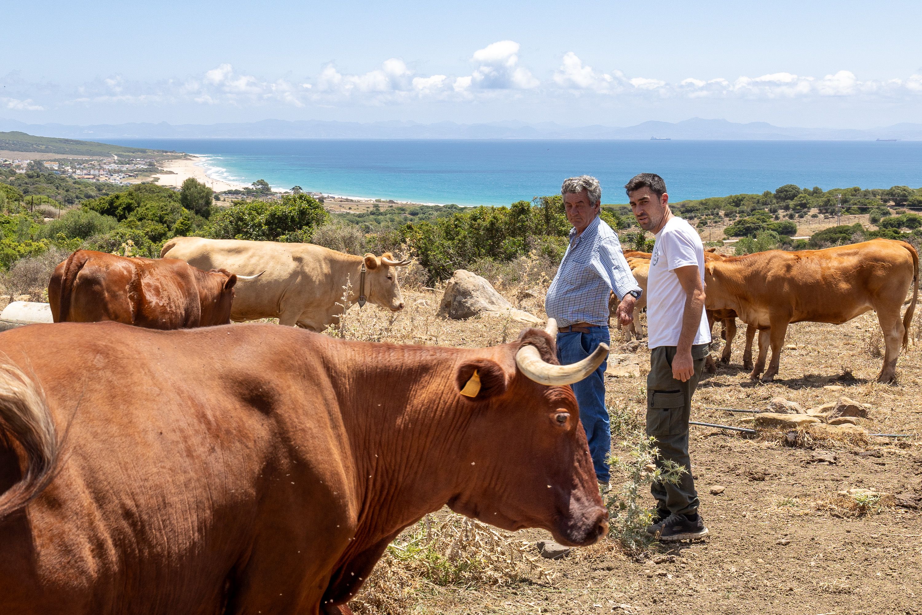 En primer término, Juan Jiménez hijo, junto a su padre, también Juan Jiménez, ante sus vacas felices en la finca que tienen, con la playa de Bolonia al fondo.