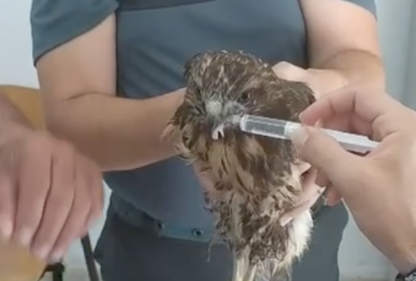 Águila desnutrida encontrada cerca del tranvía en Chiclana.