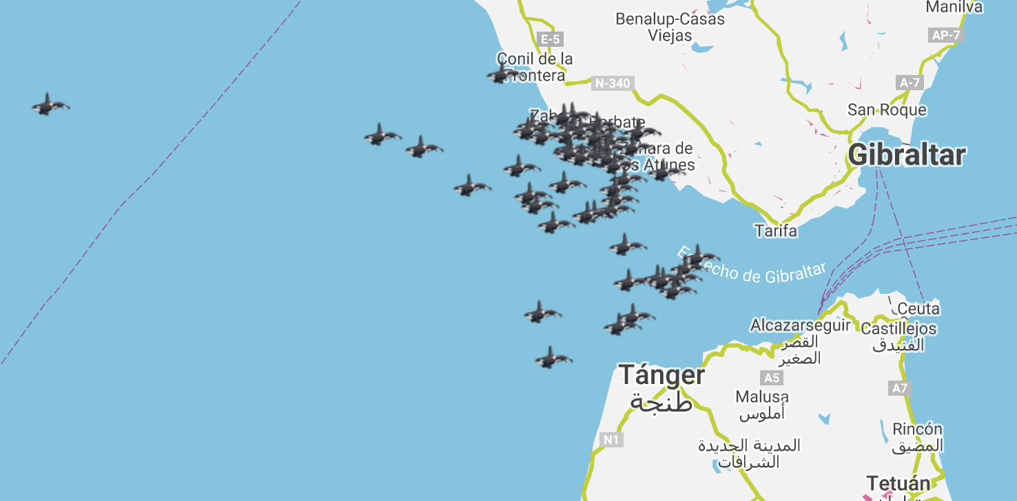 Las orcas marcan su territorio en las aguas de Cádiz. Mapa de interacciones en lo que va de año.