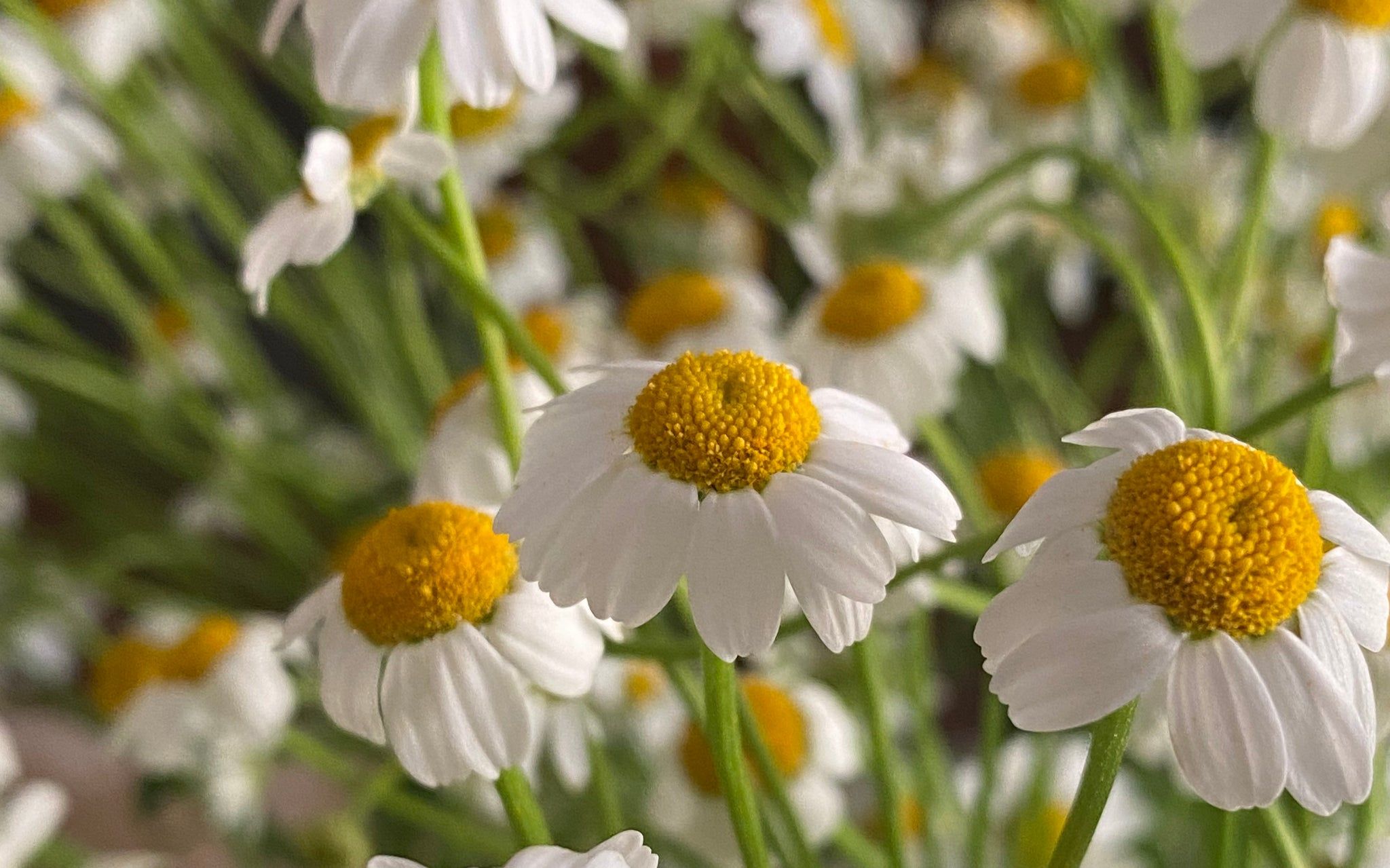 Un remedio infalible que ayuda a adelgazar y dormir mejor.