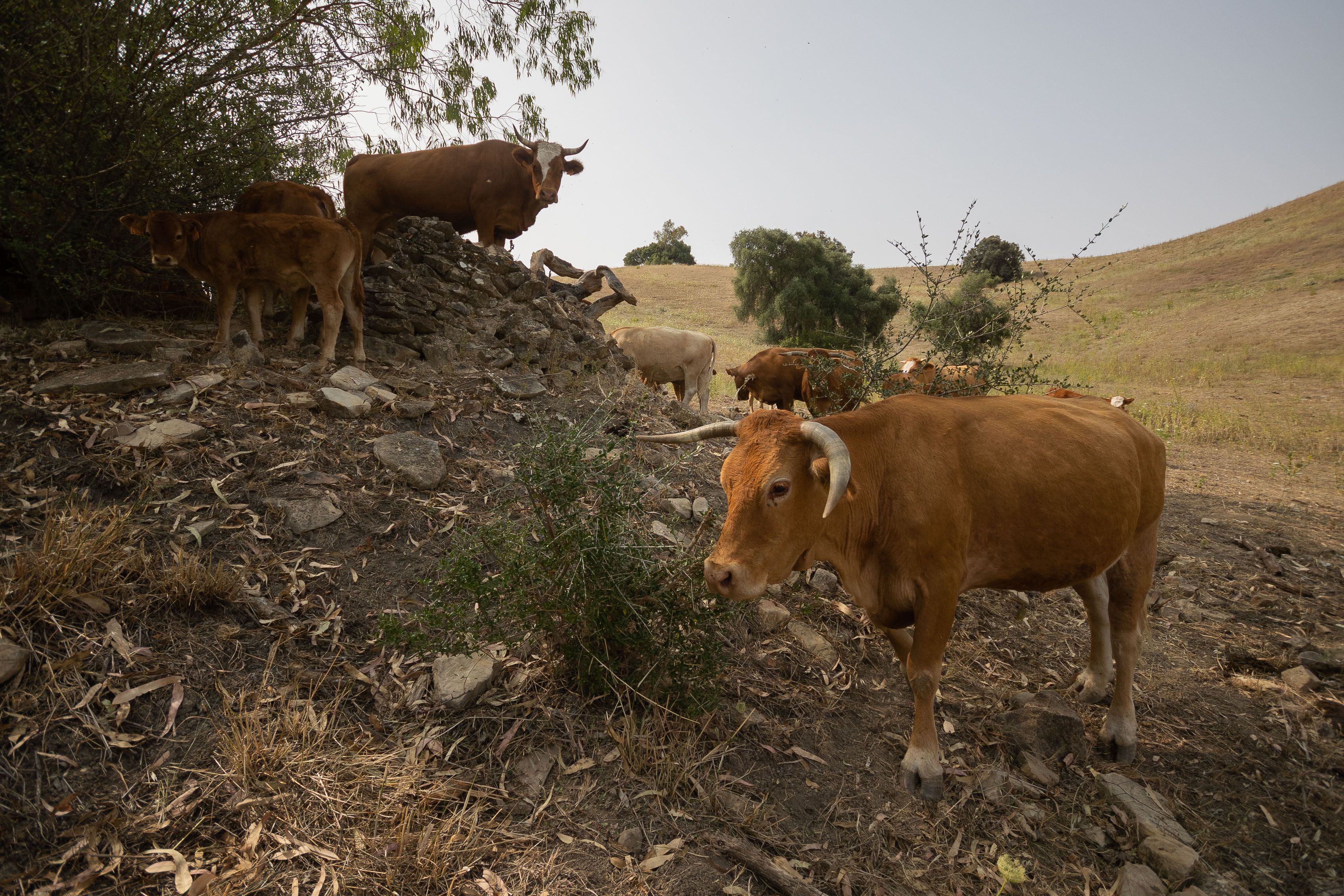 Vacas pastando en una finca ganadera de la provincia de Cádiz. 