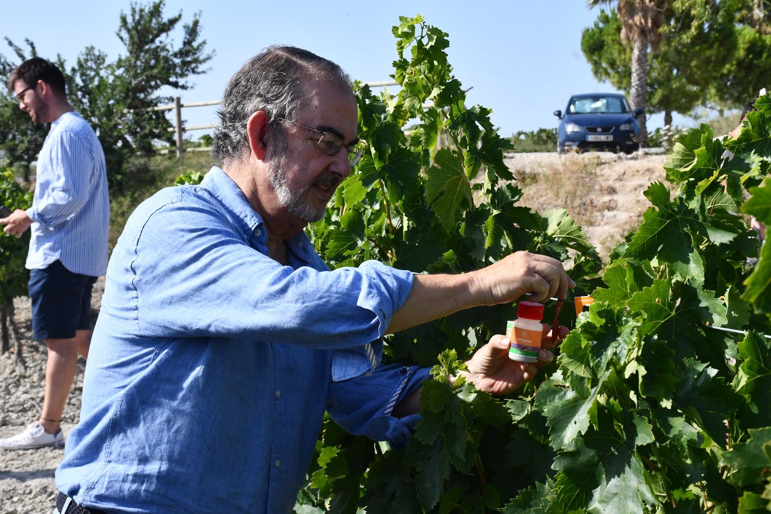 Enrique Montero coloca soluciones biológicas en el viñedo Dos Mercedes.