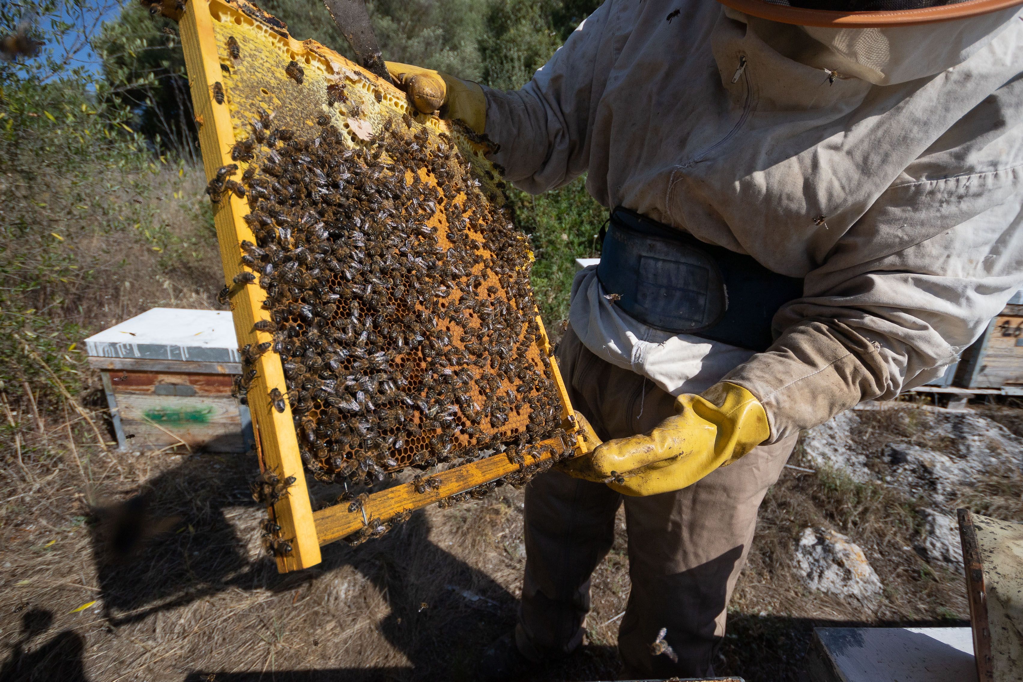 Un apicultor extrae la miel de una colmena con producción reducida debido a la sequía. 