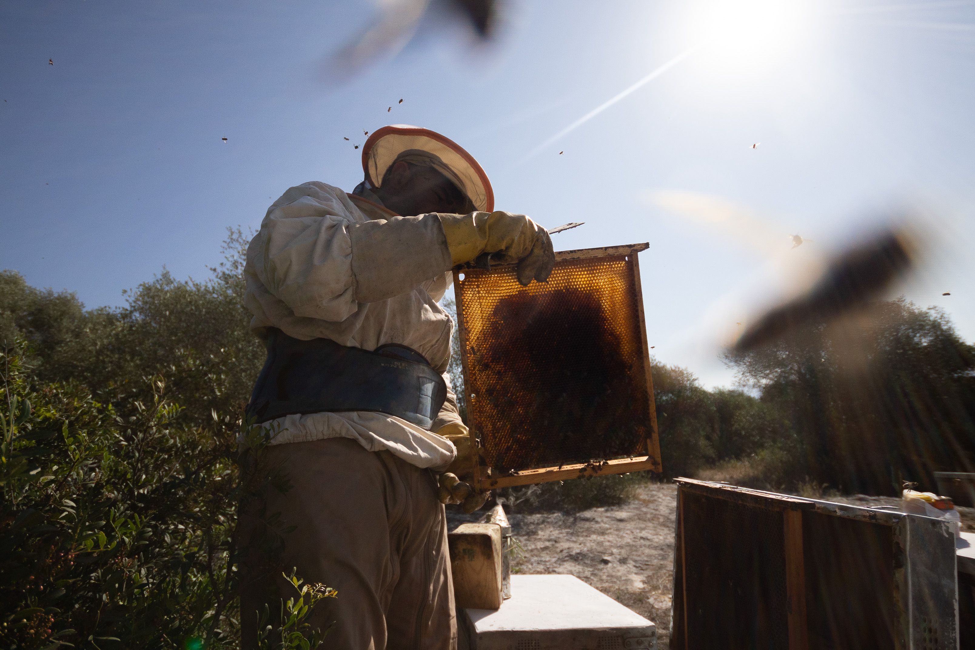 Un trabajador del sector de la apicultura de El Bosque, mostrando un panel con miel.