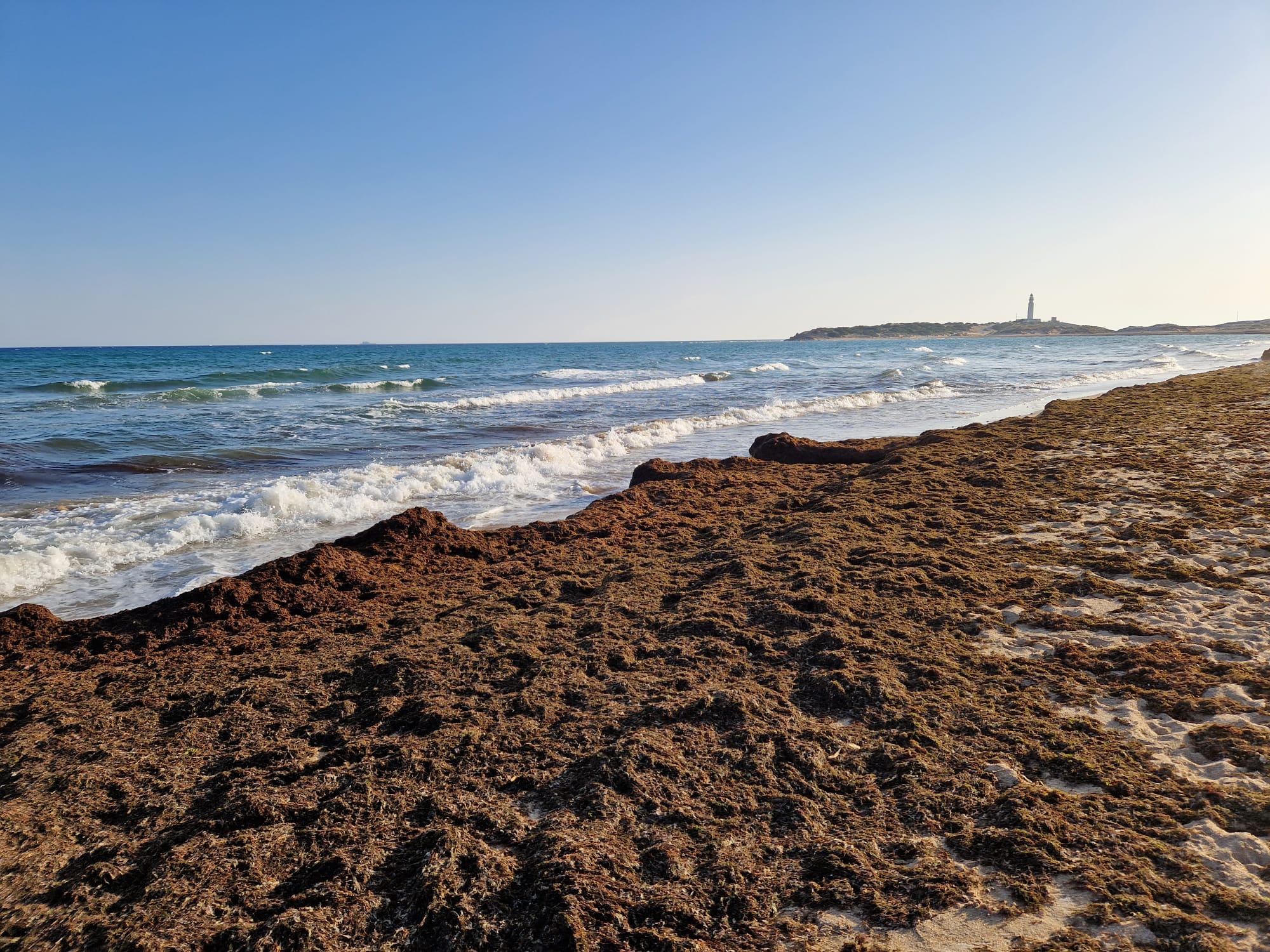 Alga invasora en una playa de los Caños de Meca. Alga invasora en una playa de los Caños de Meca.