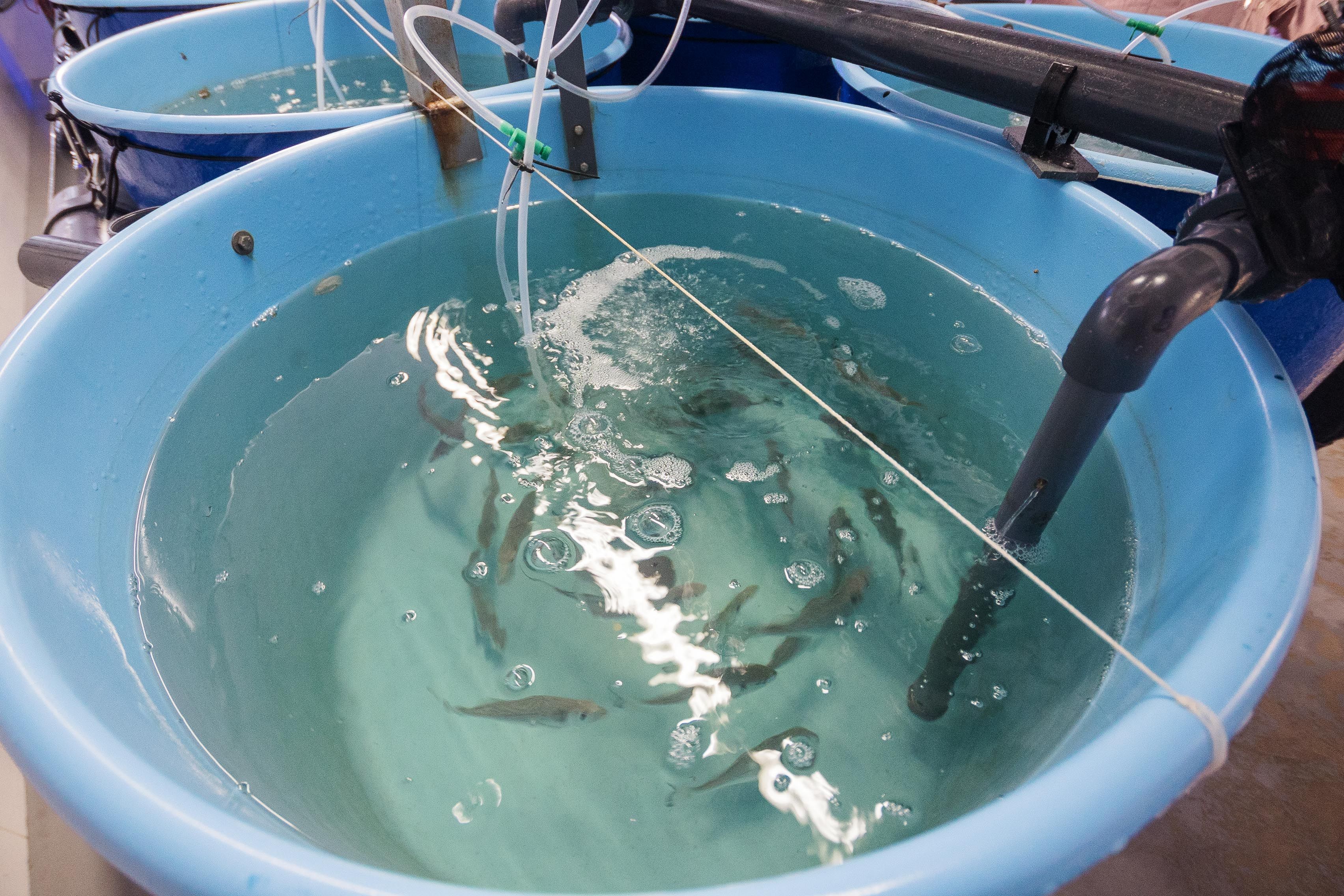 Lubinas en el interior de los tanques. 