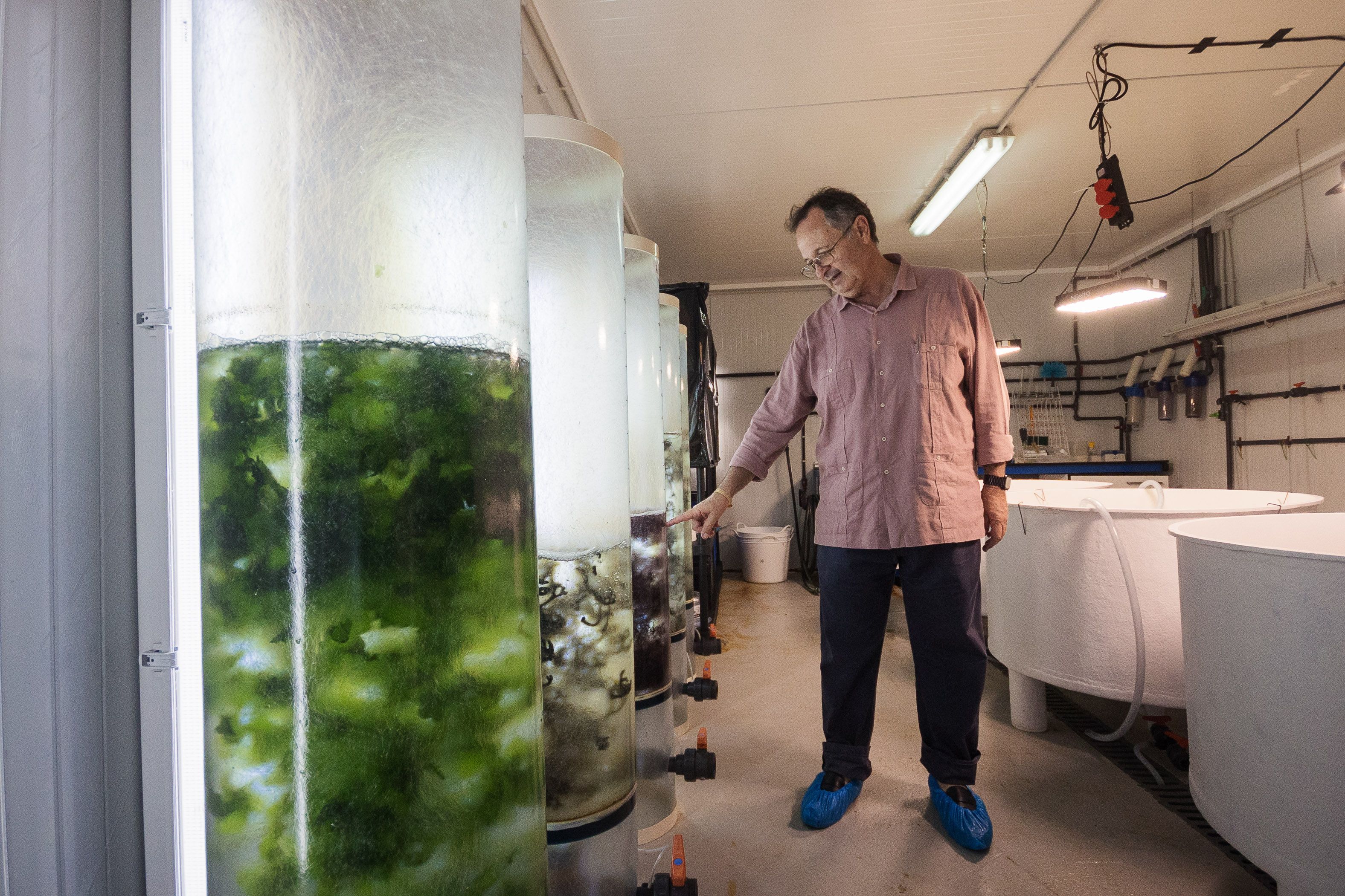 Juan Manuel enseña los cultivos de macroalgas. 