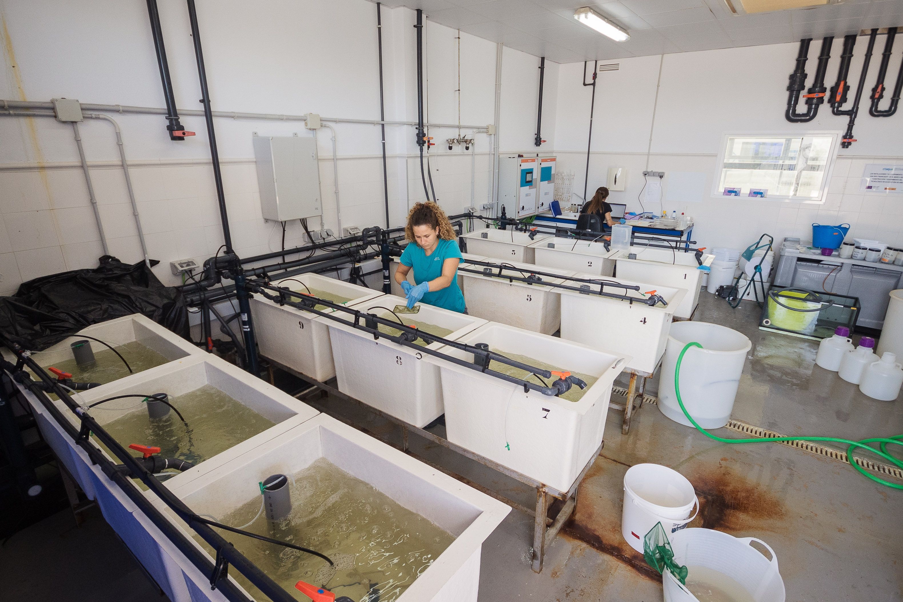 Sala de desarrollo de vacunas para peces. 