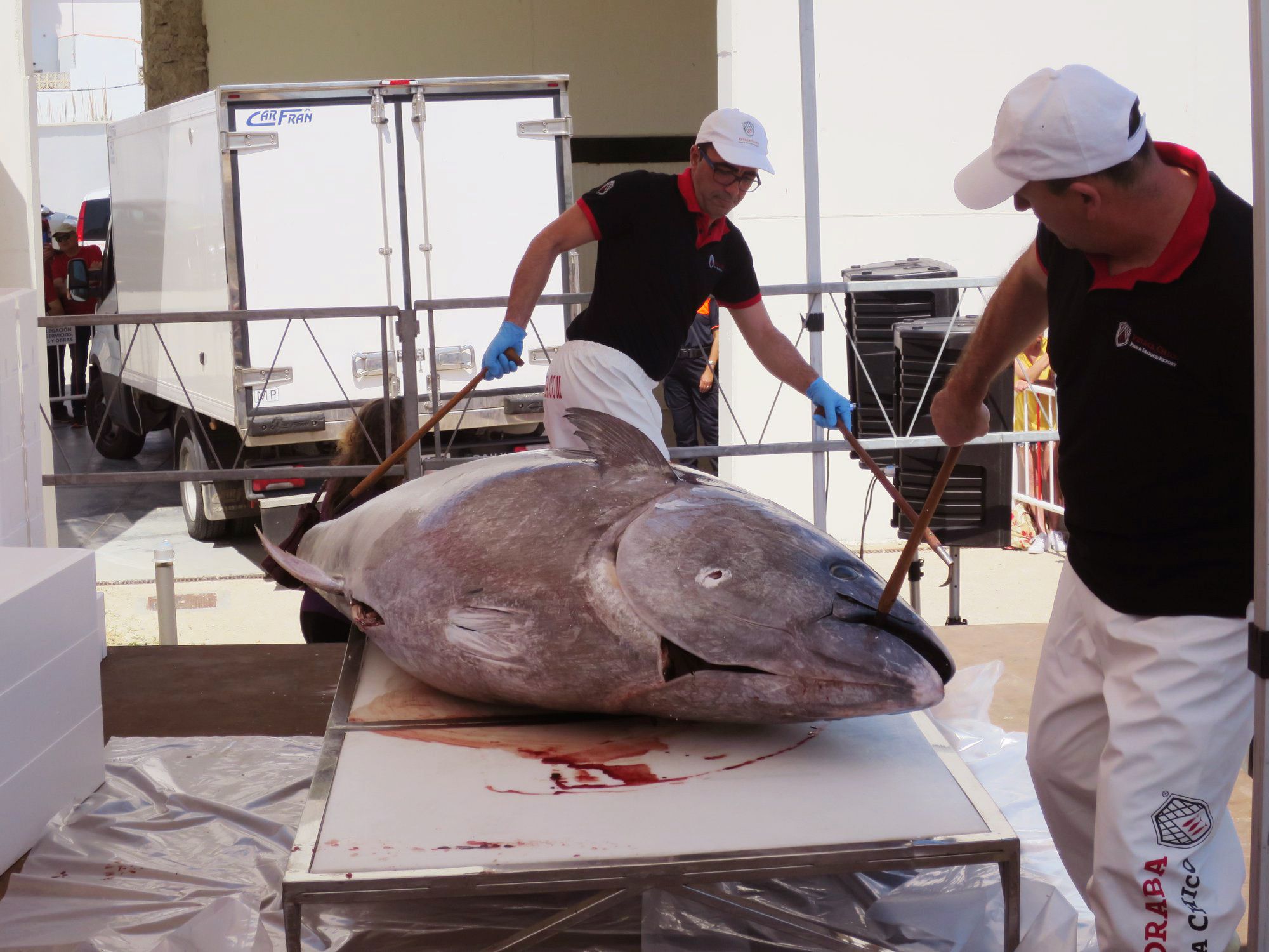 Un ronqueo durante la inauguración de la pasada edición de la Ruta del Atún de Conil.