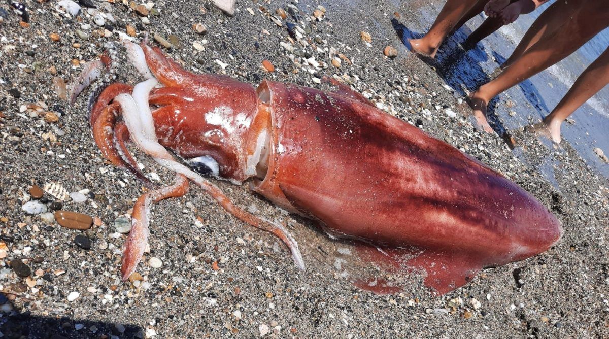 El calamar gigante aparecido en La Línea. 