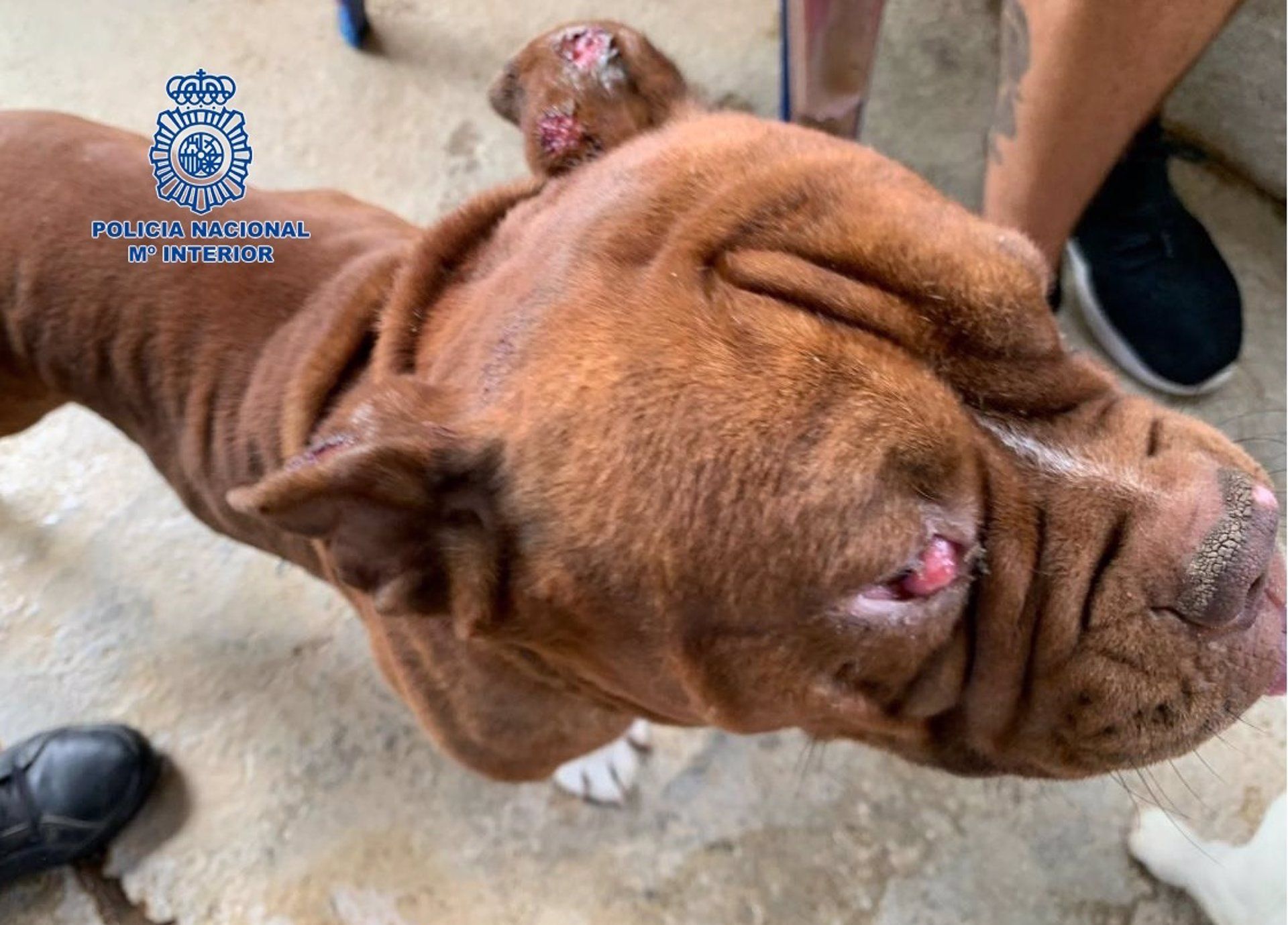 Uno de los perros maltratados en una tienda de mascotas en Málaga. 
