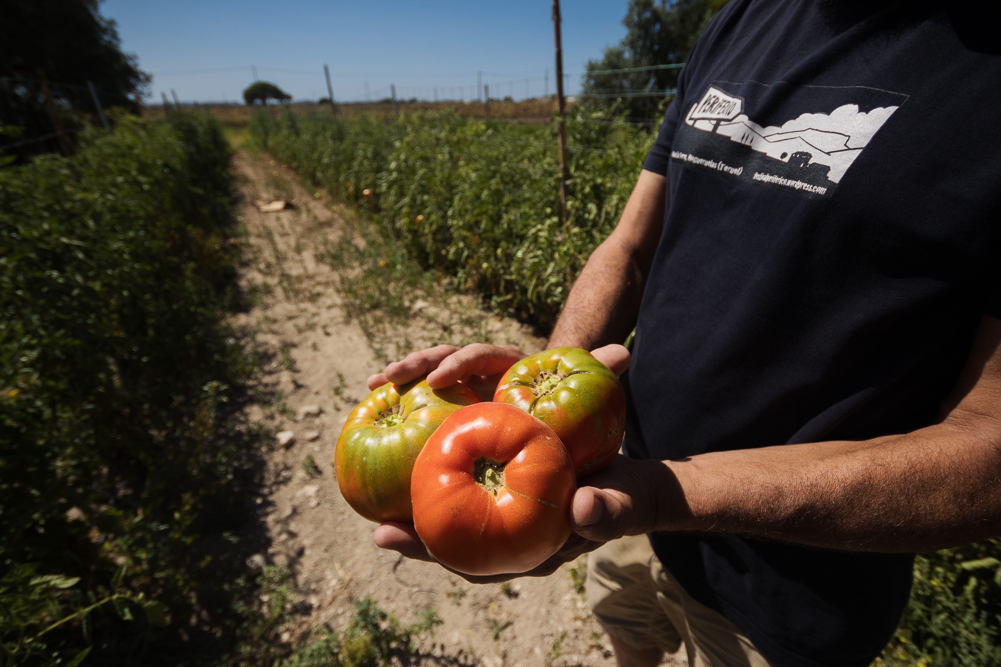 Tomates recién recogidos de la finca familiar. 