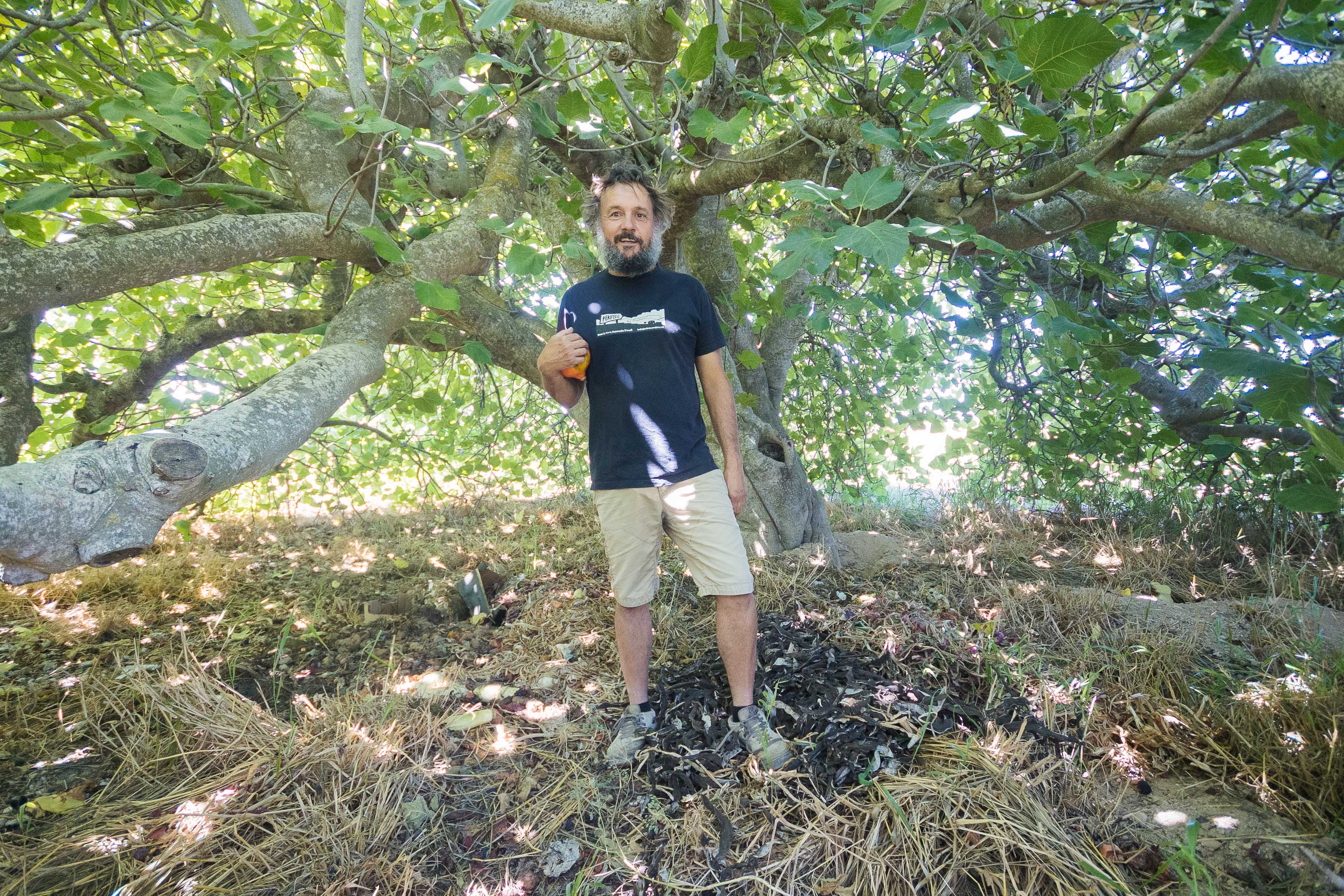 El jerezano camina entre una higuera.