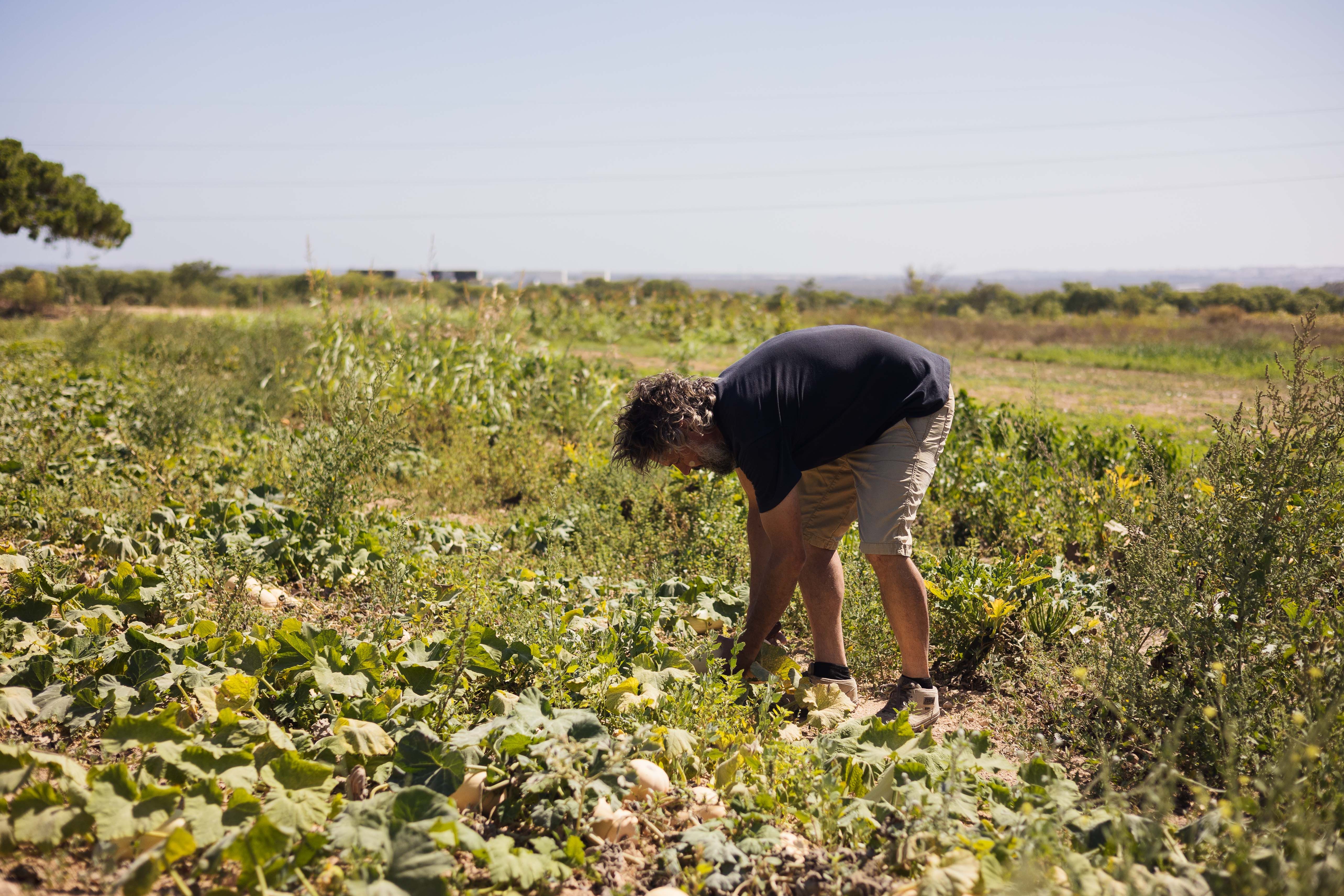Incremento de un 33% en las ayudas para seguros agrarios para 2024. En la imagen, un agricultor trabajando en el campo.