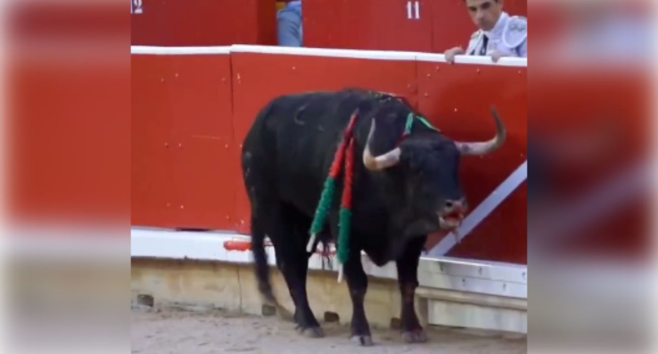 Oloroso, instantes antes de morir.