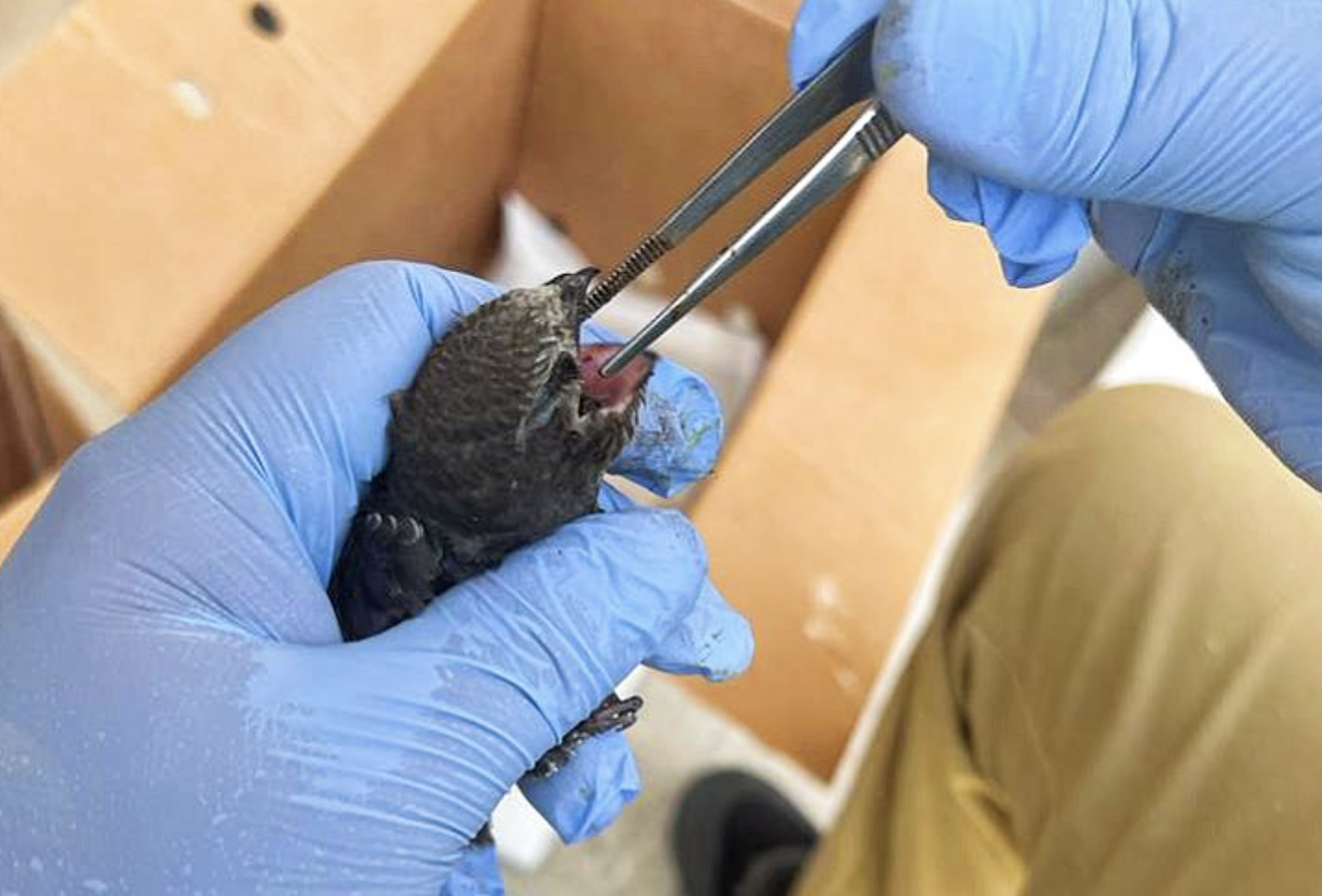 Consejos sobre cómo actuar para ayudar a los vencejos deshidratados por las altas temperaturas en Andalucía. 